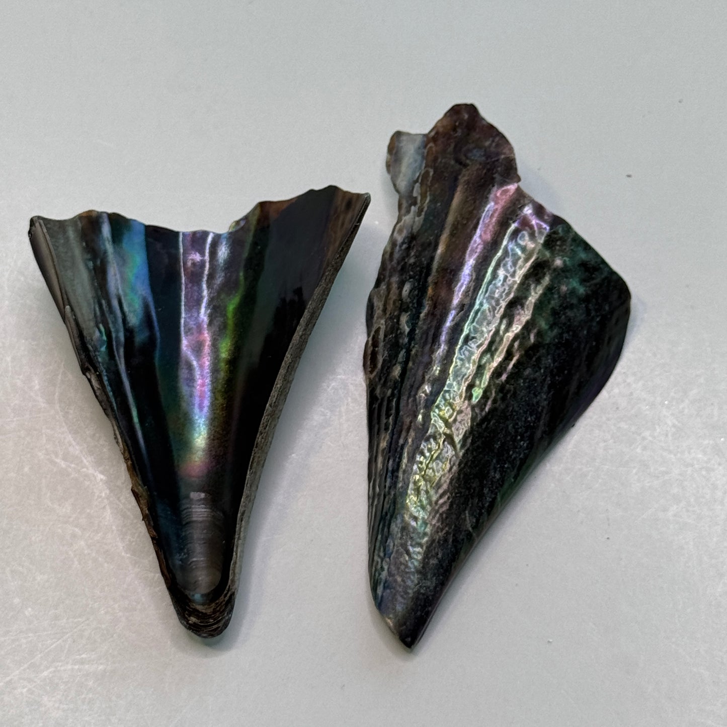 Pen Shells, (Atrina rigida), fan shaped shells, a native Florida shell used in art & crafts, black iridescent shells