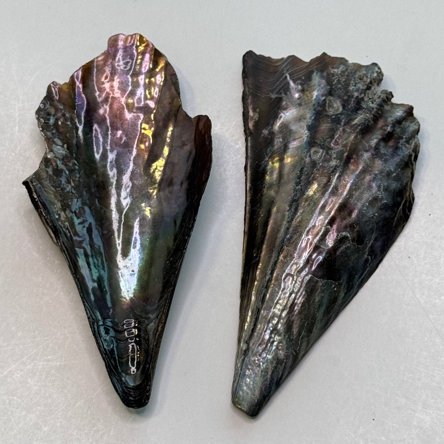 Pen Shells, (Atrina rigida), fan shaped shells, a native Florida shell used in art & crafts, black iridescent shells