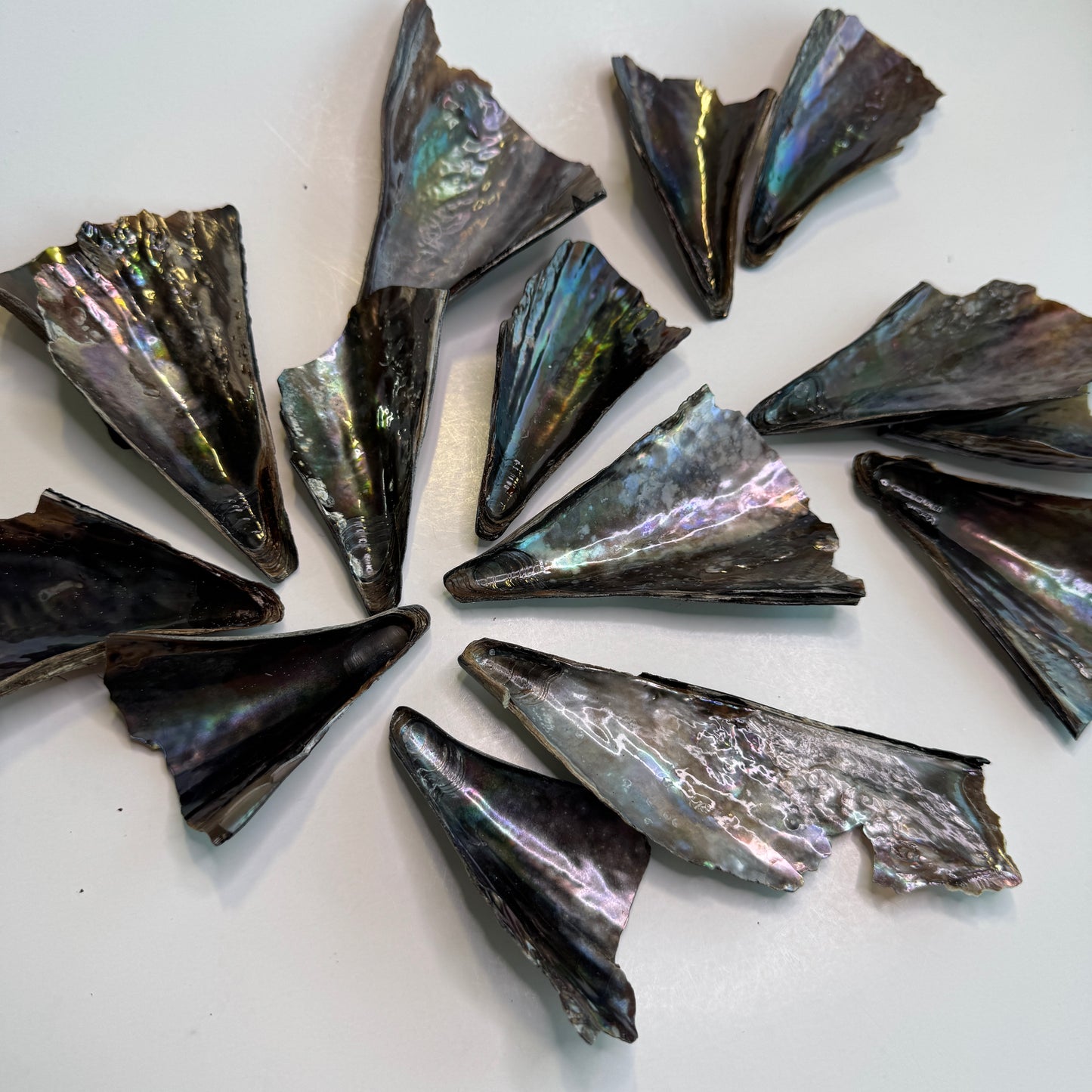 Pen Shells, (Atrina rigida), fan shaped shells, a native Florida shell used in art & crafts, black iridescent shells