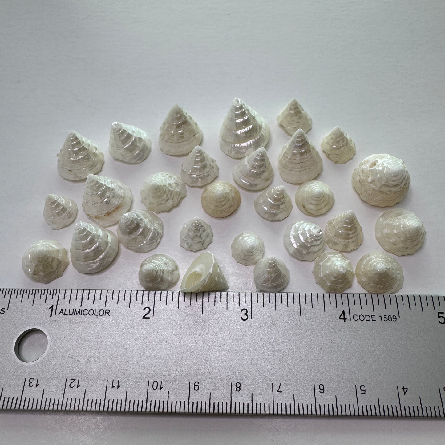 Among Pong, pearled top trochus shells, tiny/small shells used for crafting projects, jewelry making shells