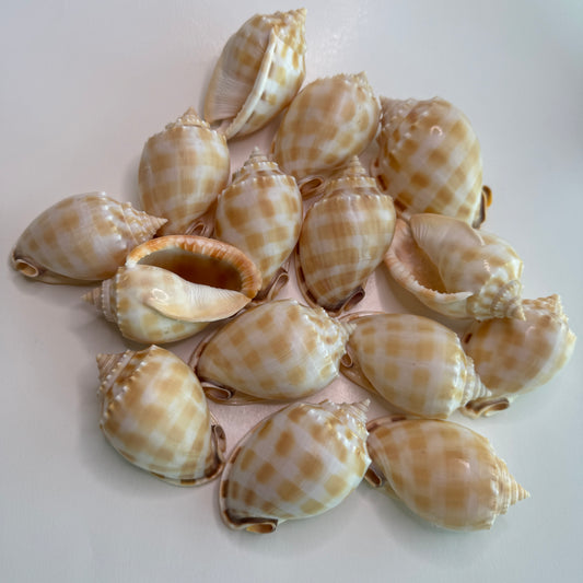 Med/large Checkerboard Bonnets, 3.25-3.75", (Phalium areola), shells for collectors and crafters, designer shells, display shells