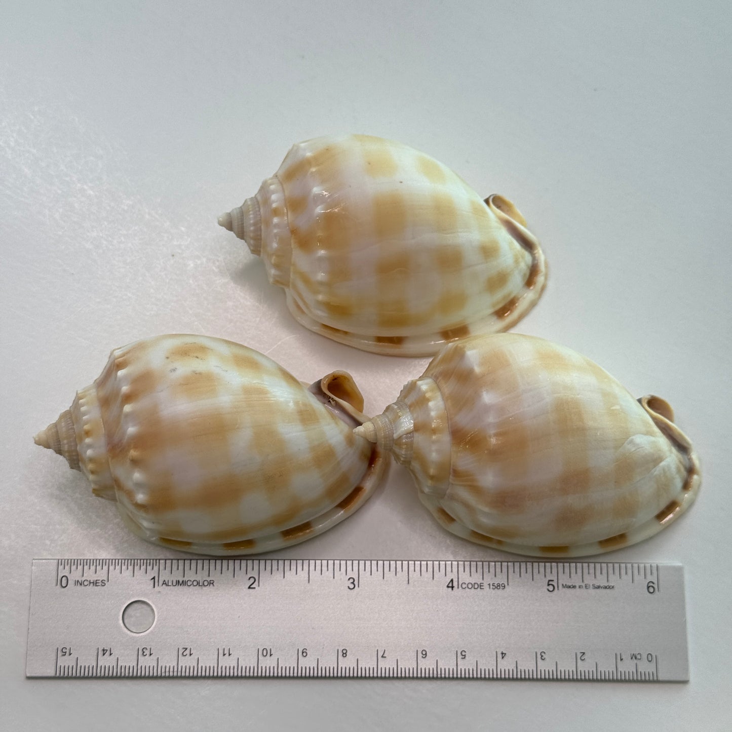 Med/large Checkerboard Bonnets, 3.25-3.75", (Phalium areola), shells for collectors and crafters, designer shells, display shells