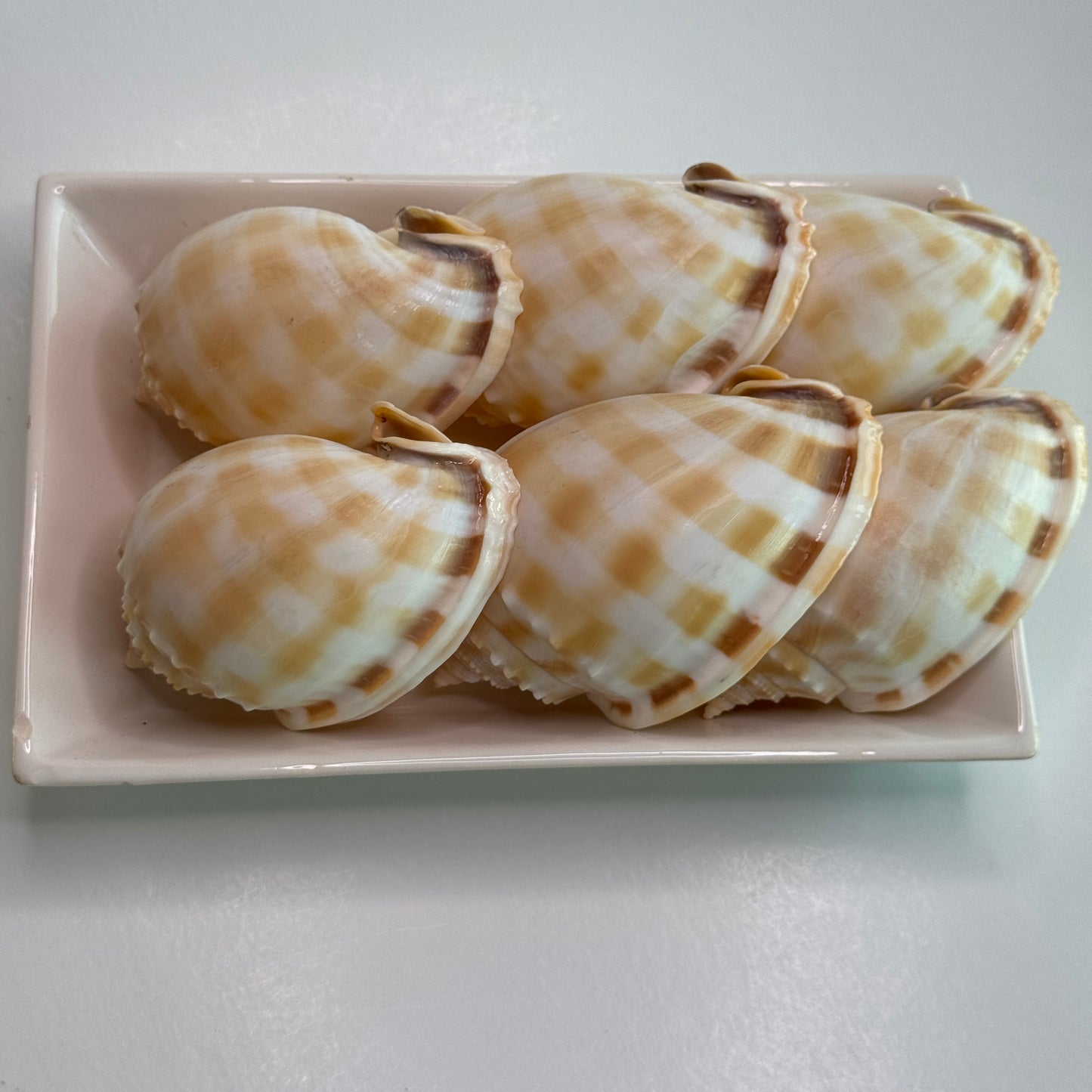 Med/large Checkerboard Bonnets, 3.25-3.75", (Phalium areola), shells for collectors and crafters, designer shells, display shells