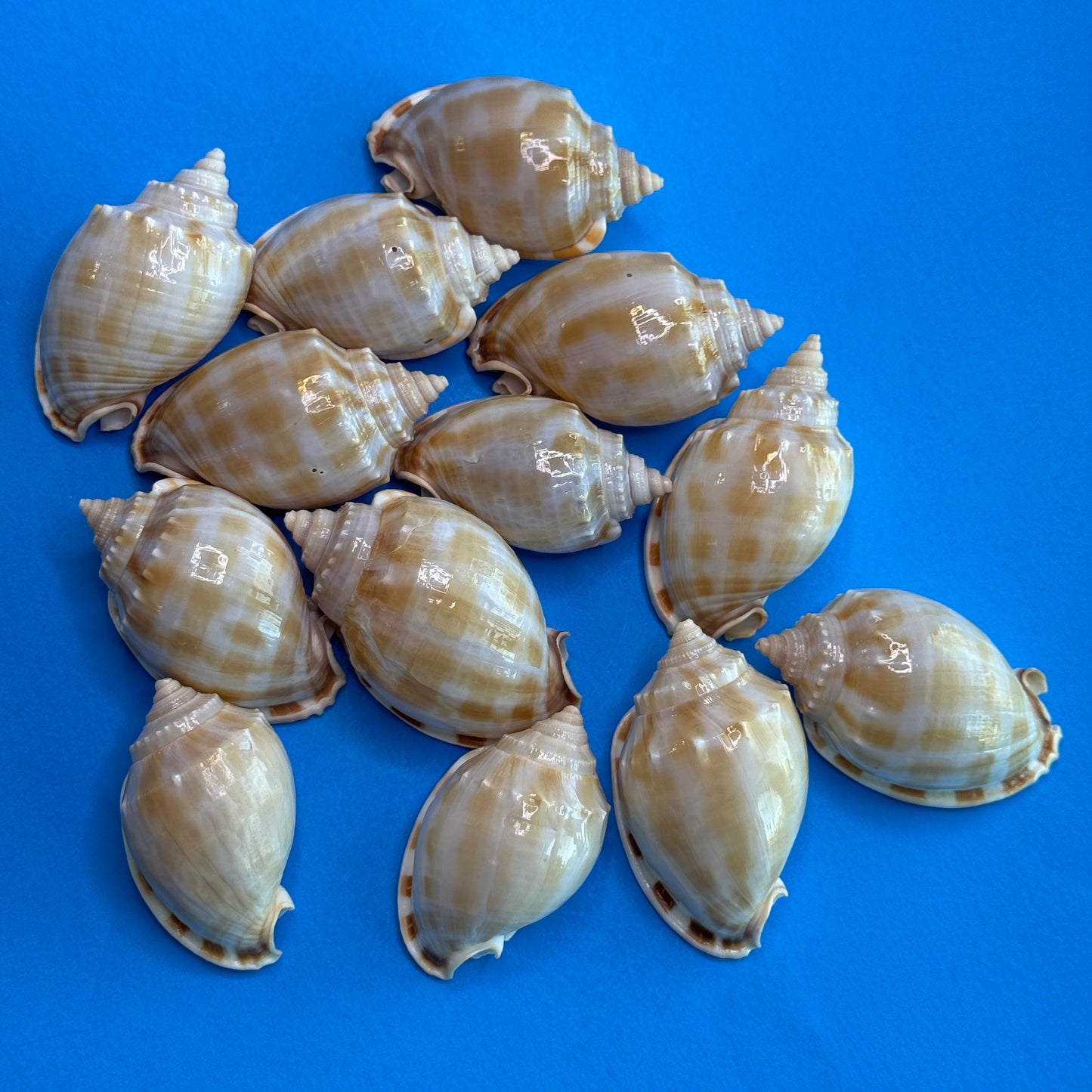 Small-medium checkerboard Bonnet shells, approx. 2.5", distinctive checkered pattern, shells for crafting and display,  seashells