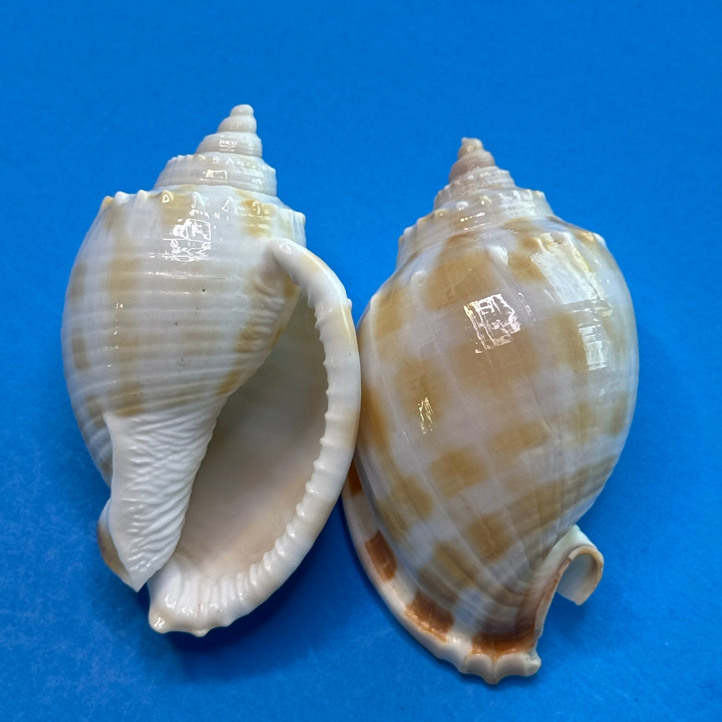 Small-medium checkerboard Bonnet shells, approx. 2.5", distinctive checkered pattern, shells for crafting and display,  seashells