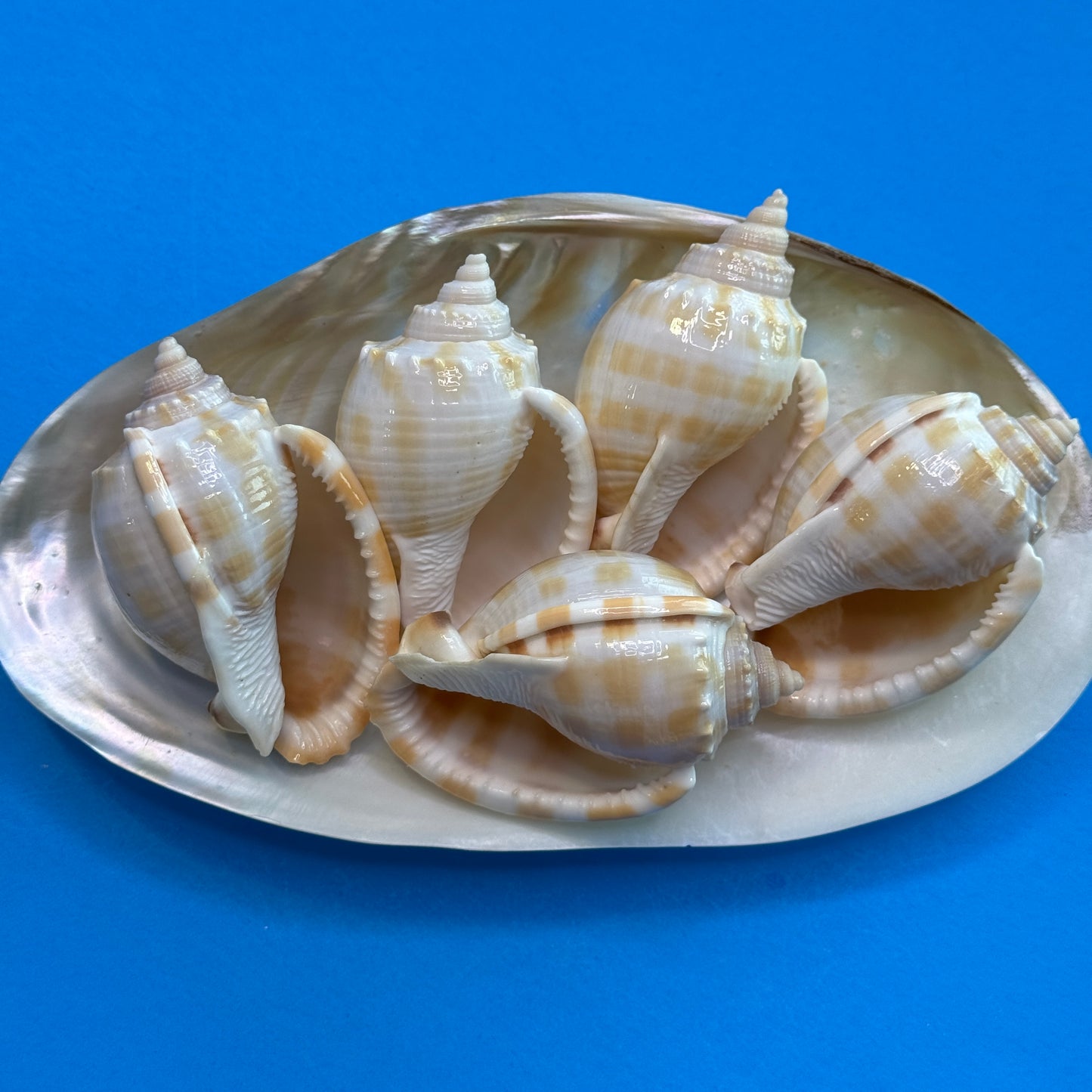 Small-medium checkerboard Bonnet shells, approx. 2.5", distinctive checkered pattern, shells for crafting and display,  seashells