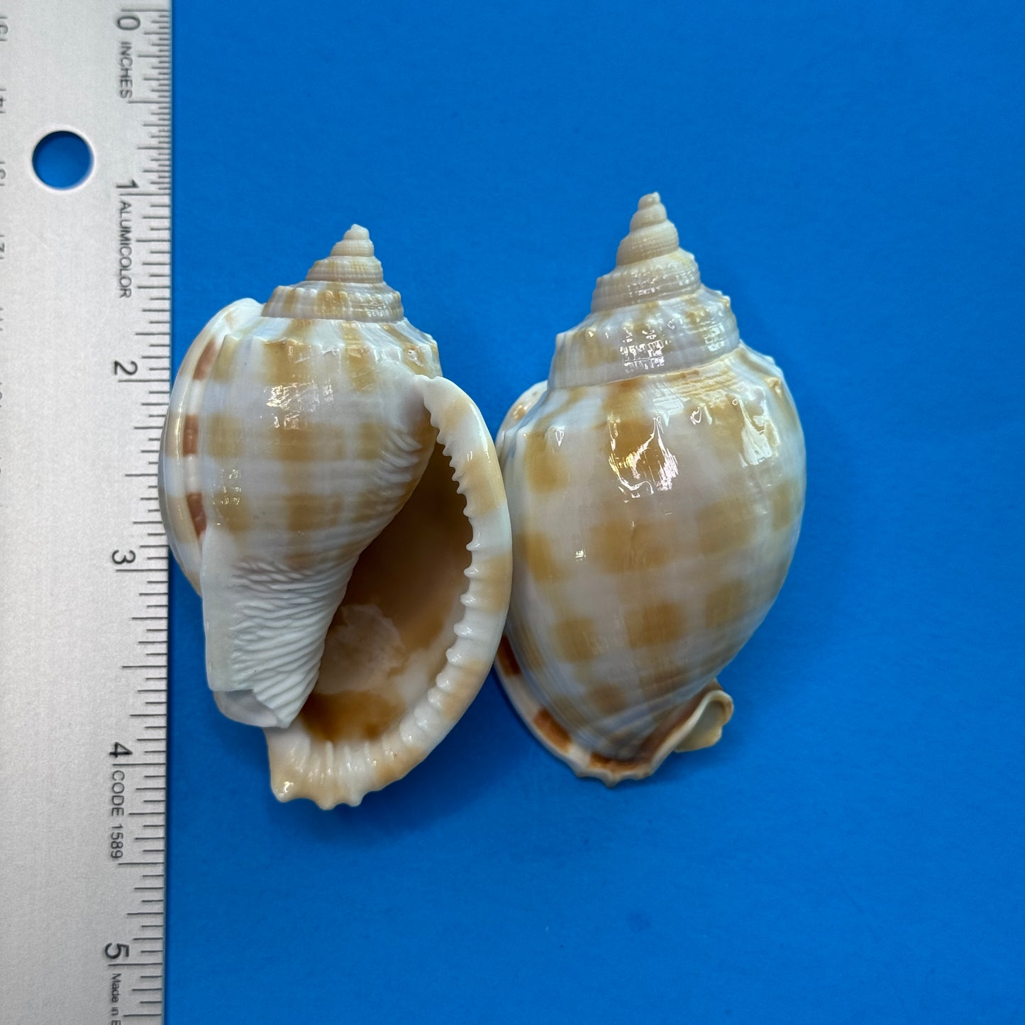 Small-medium checkerboard Bonnet shells, approx. 2.5", distinctive checkered pattern, shells for crafting and display,  seashells