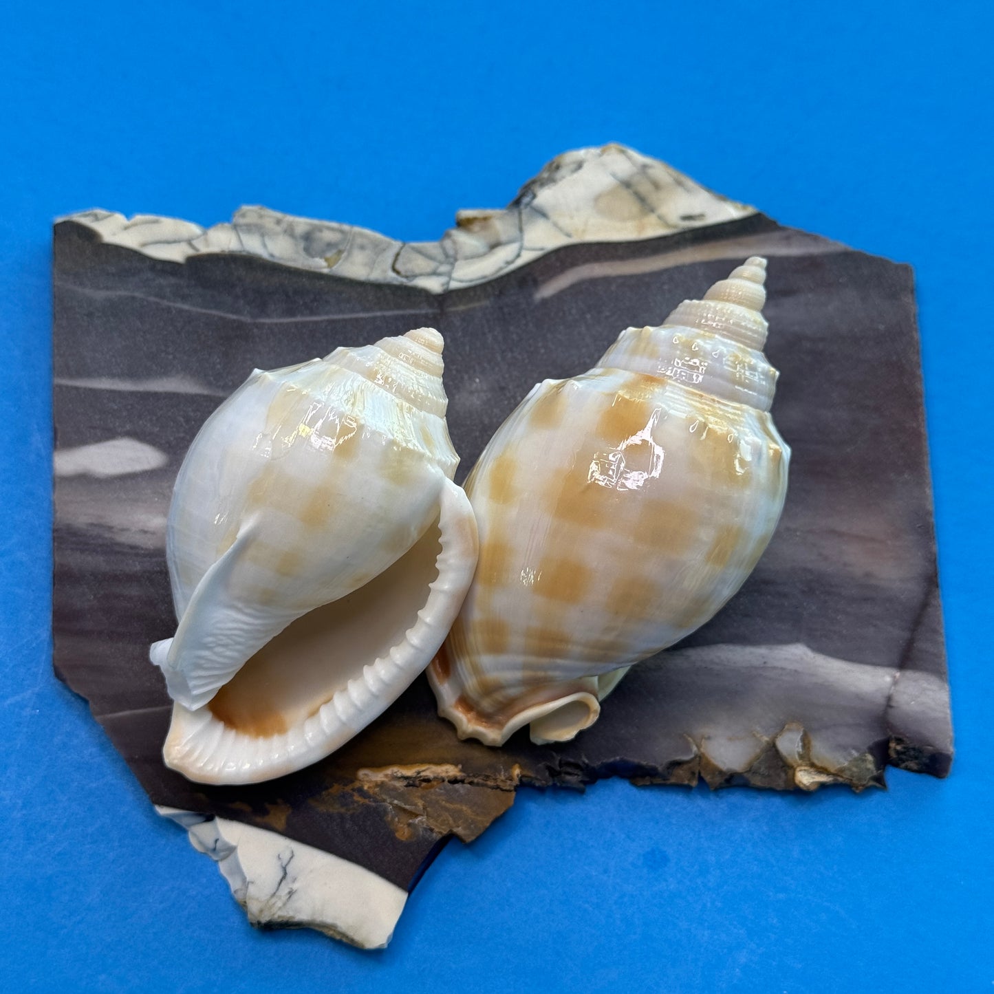 Small-medium checkerboard Bonnet shells, approx. 2.5", distinctive checkered pattern, shells for crafting and display,  seashells