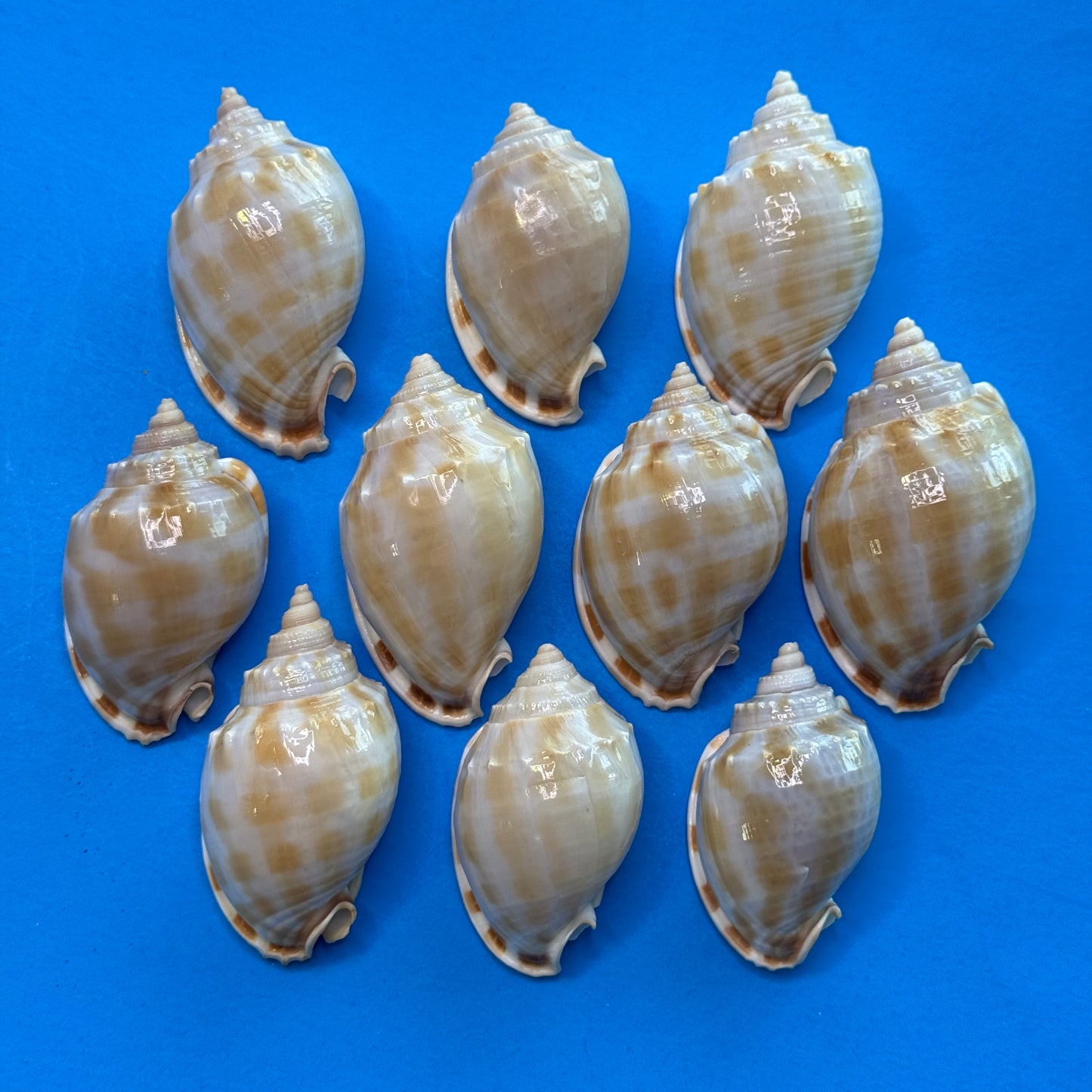 Small-medium checkerboard Bonnet shells, approx. 2.5", distinctive checkered pattern, shells for crafting and display,  seashells