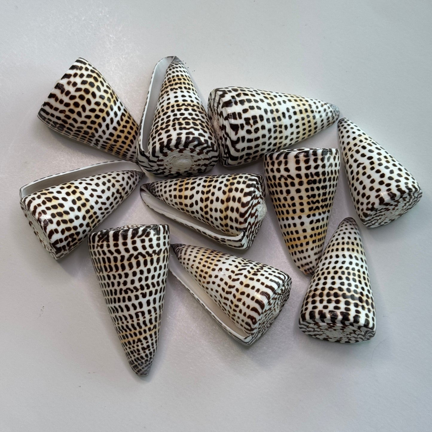 3-4" Lettered cones, (2) large cone seashells, (Conus Litteratus), Collectors shell, Australian Cone shells