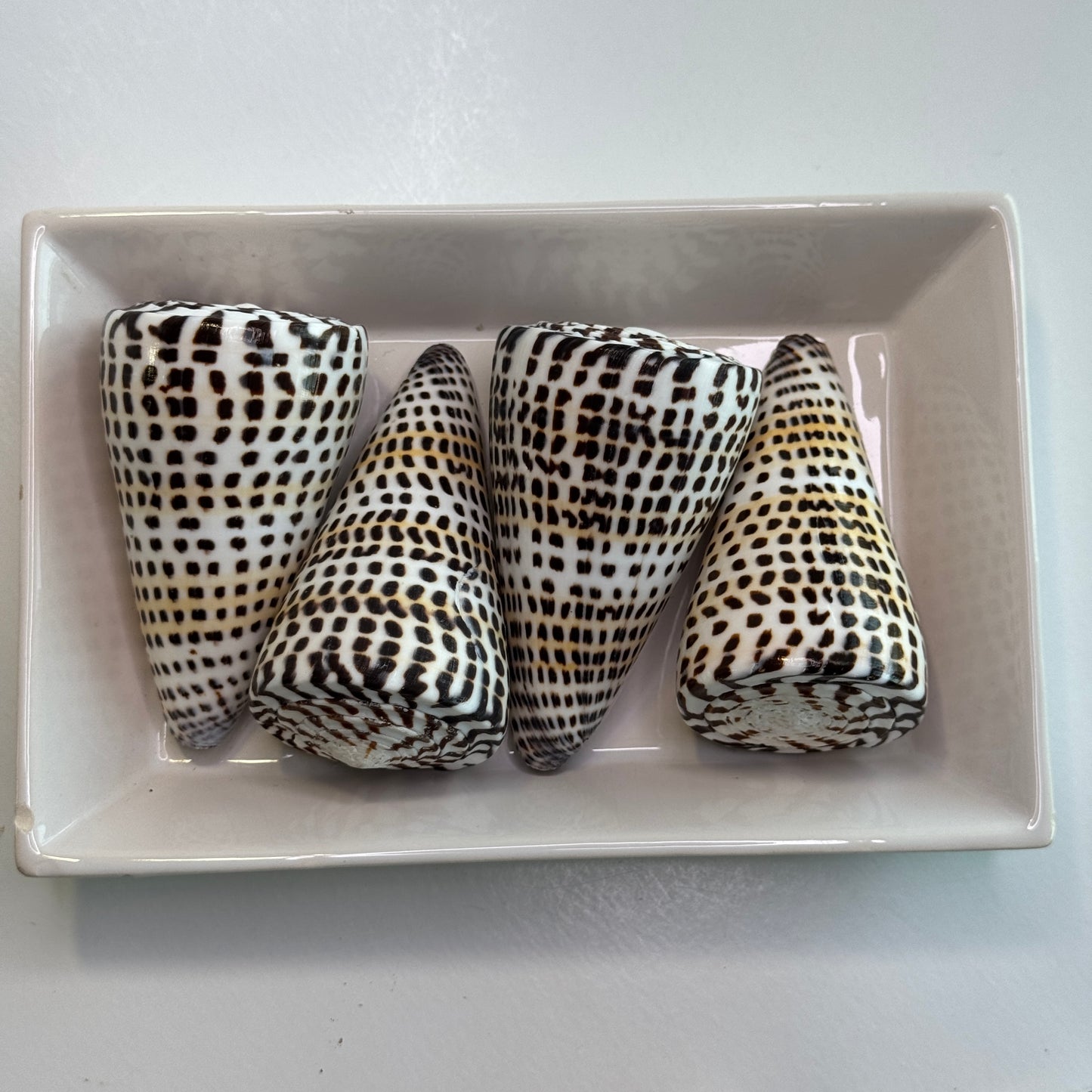 3-4" Lettered cones, (2) large cone seashells, (Conus Litteratus), Collectors shell, Australian Cone shells