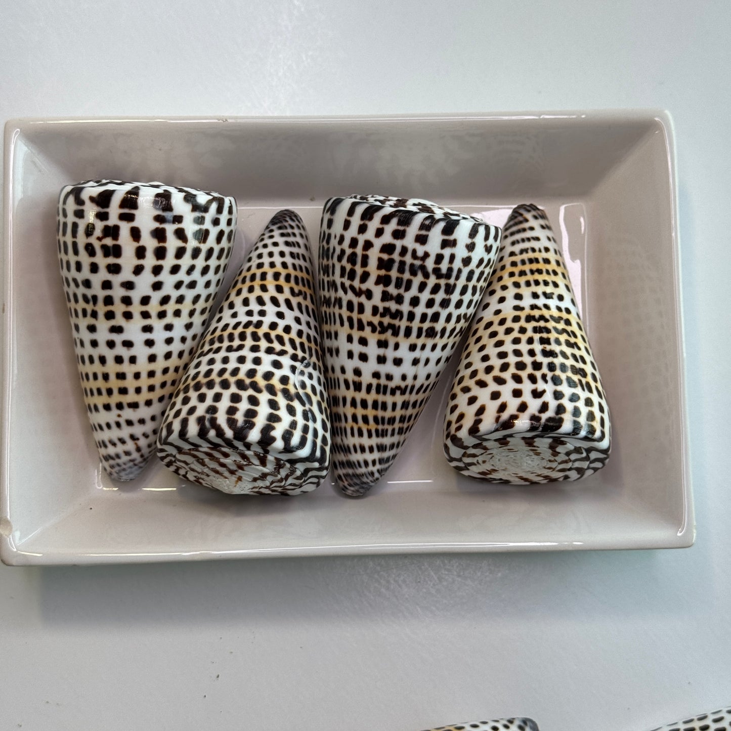 3-4" Lettered cones, (2) large cone seashells, (Conus Litteratus), Collectors shell, Australian Cone shells