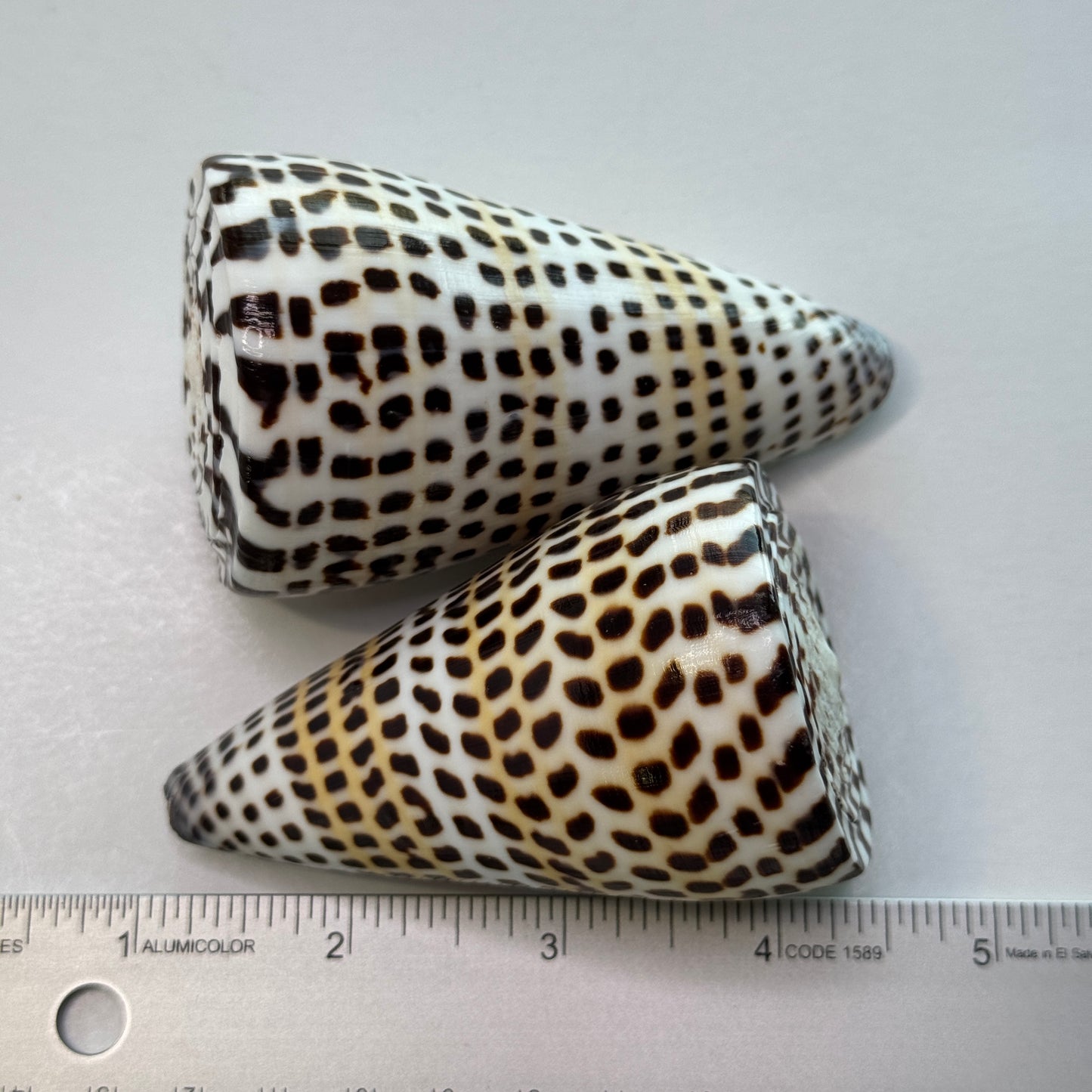 3-4" Lettered cones, (2) large cone seashells, (Conus Litteratus), Collectors shell, Australian Cone shells