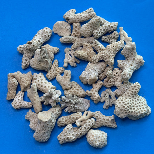 Coral Pieces, beach worn coral for crafts, natural small coral pieces, Florida coral pieces