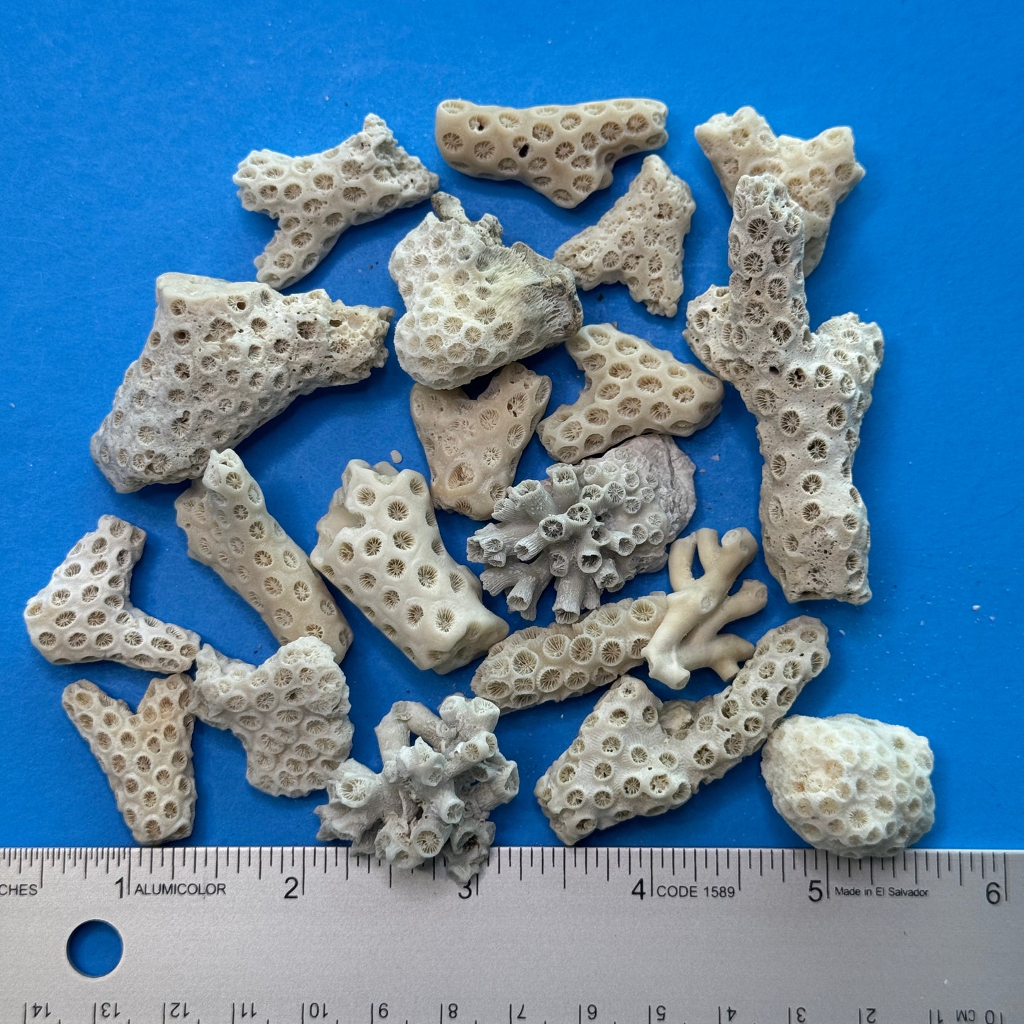 Coral Pieces, beach worn coral for crafts, natural small coral pieces, Florida coral pieces