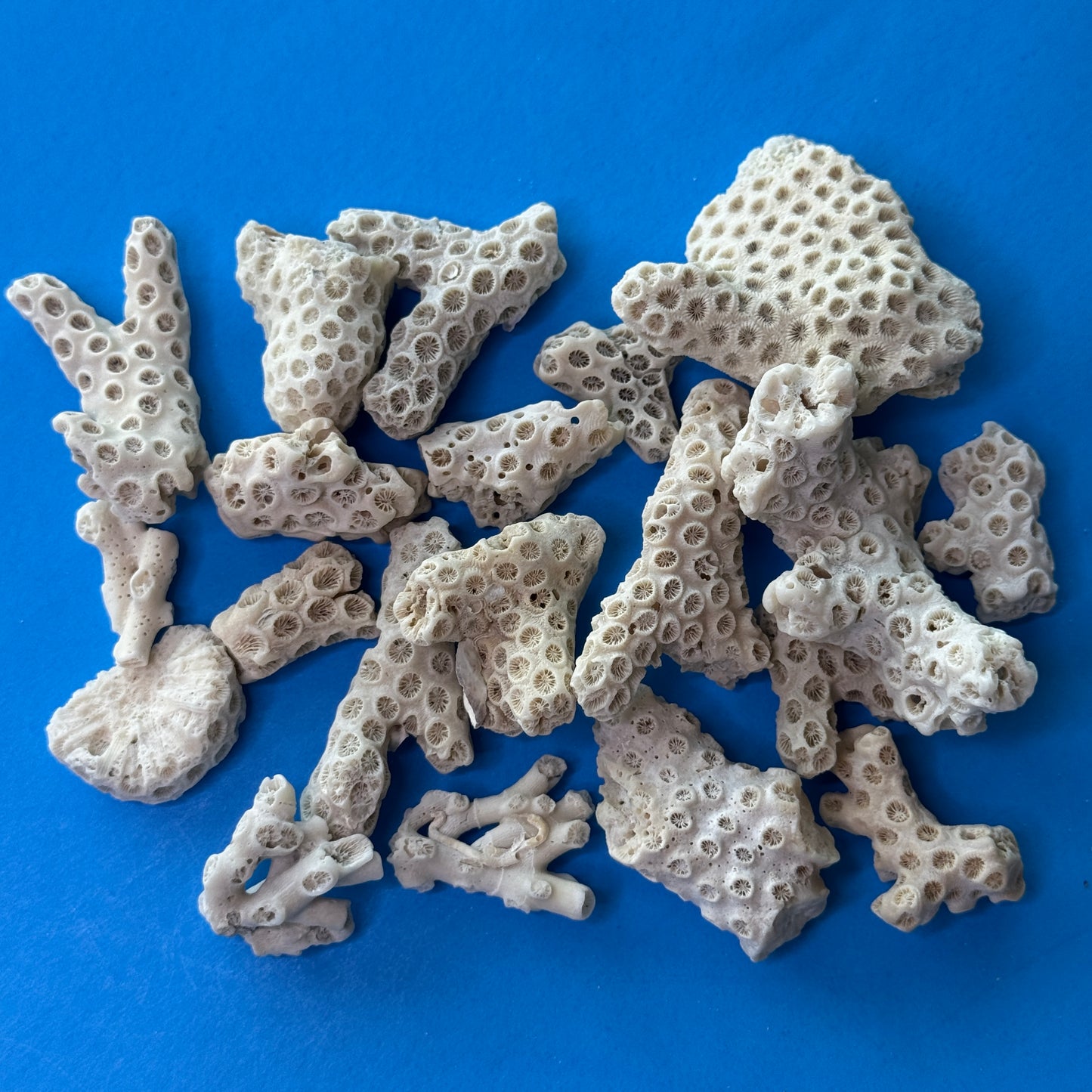 Coral Pieces, beach worn coral for crafts, natural small coral pieces, Florida coral pieces