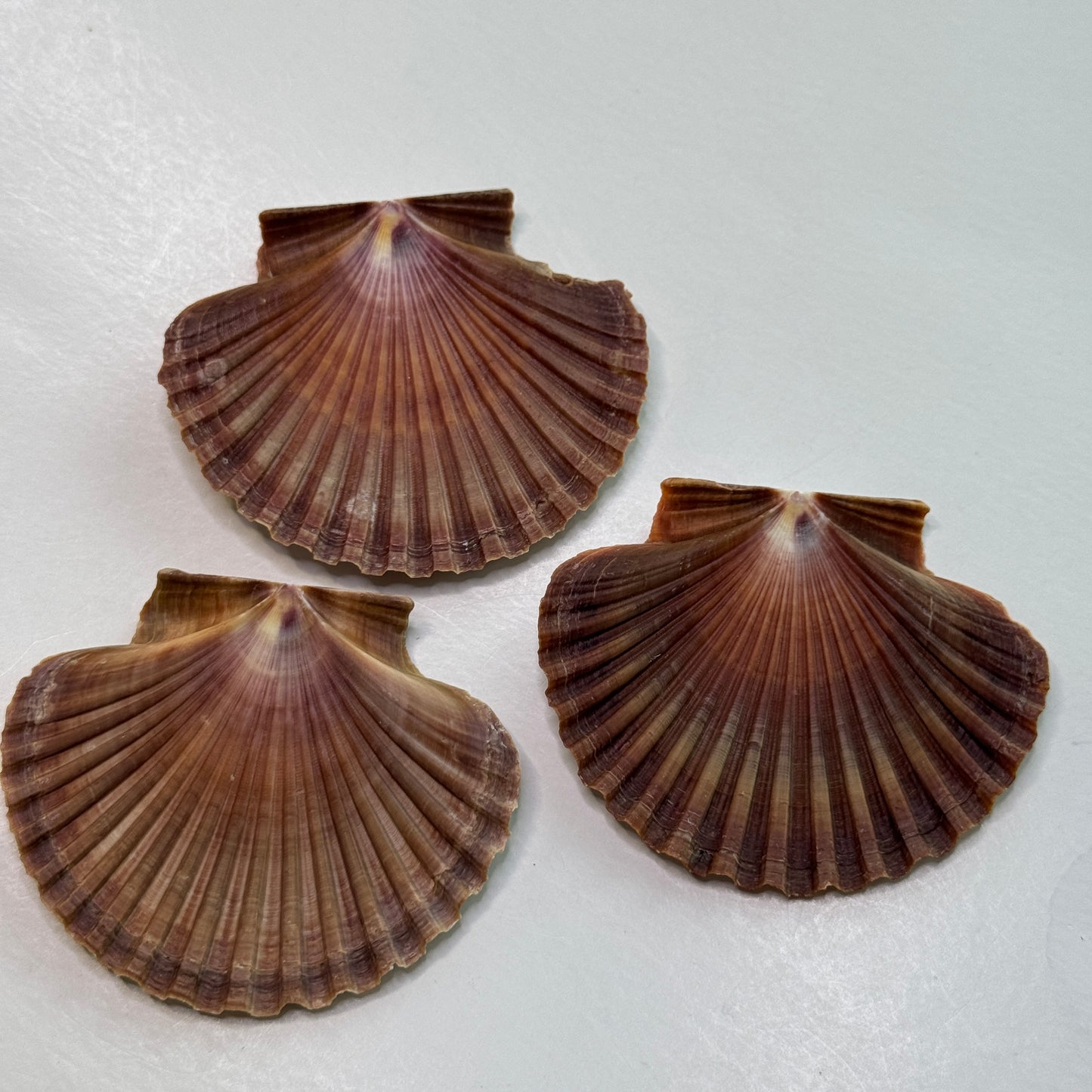 3" Mexican Flats, mexican flat scallop shells, brown scallops, large scallop shells