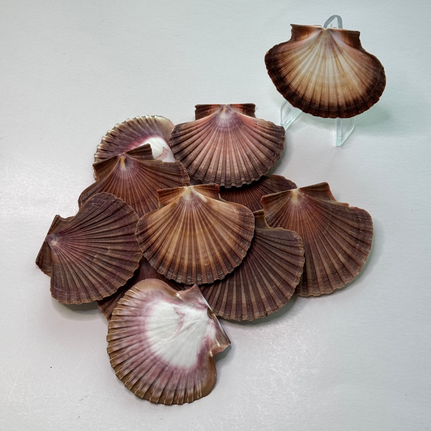 3" Mexican Flats, mexican flat scallop shells, brown scallops, large scallop shells