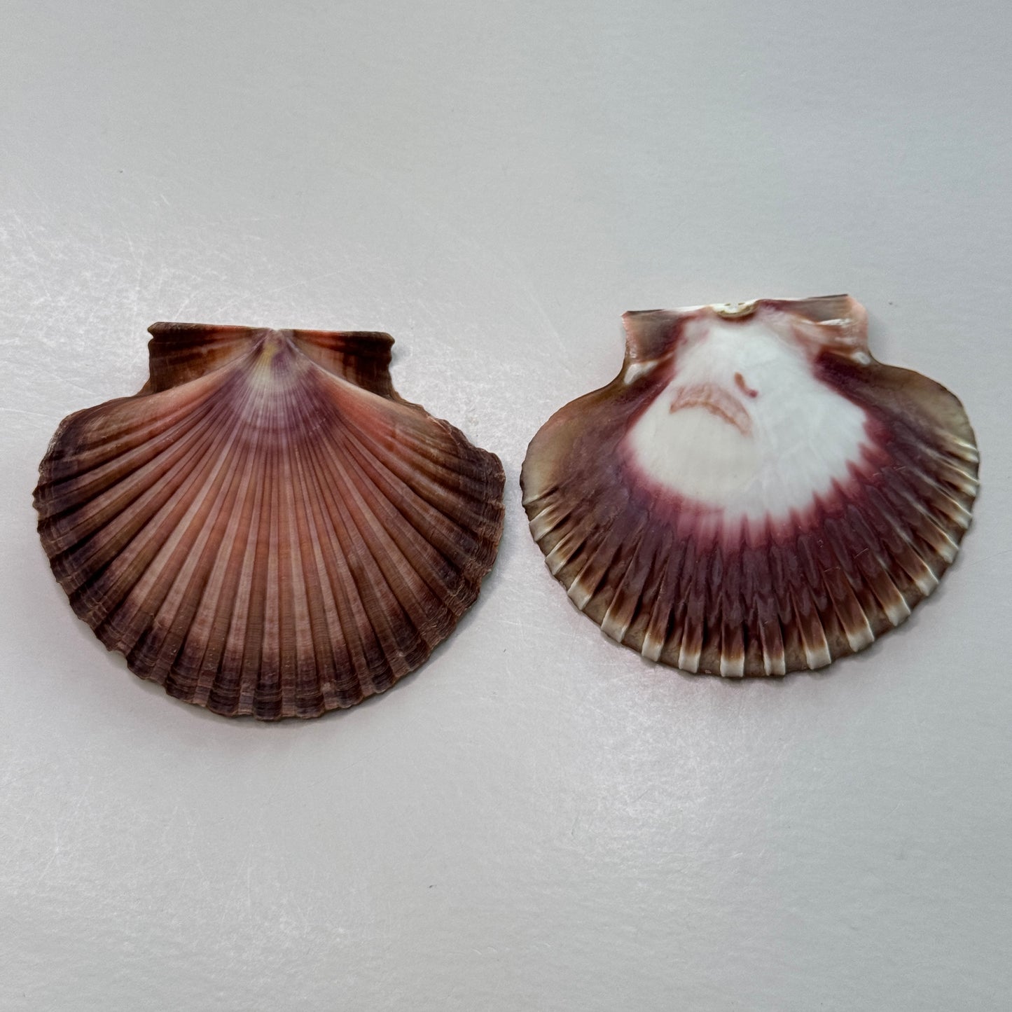 3" Mexican Flats, mexican flat scallop shells, brown scallops, large scallop shells