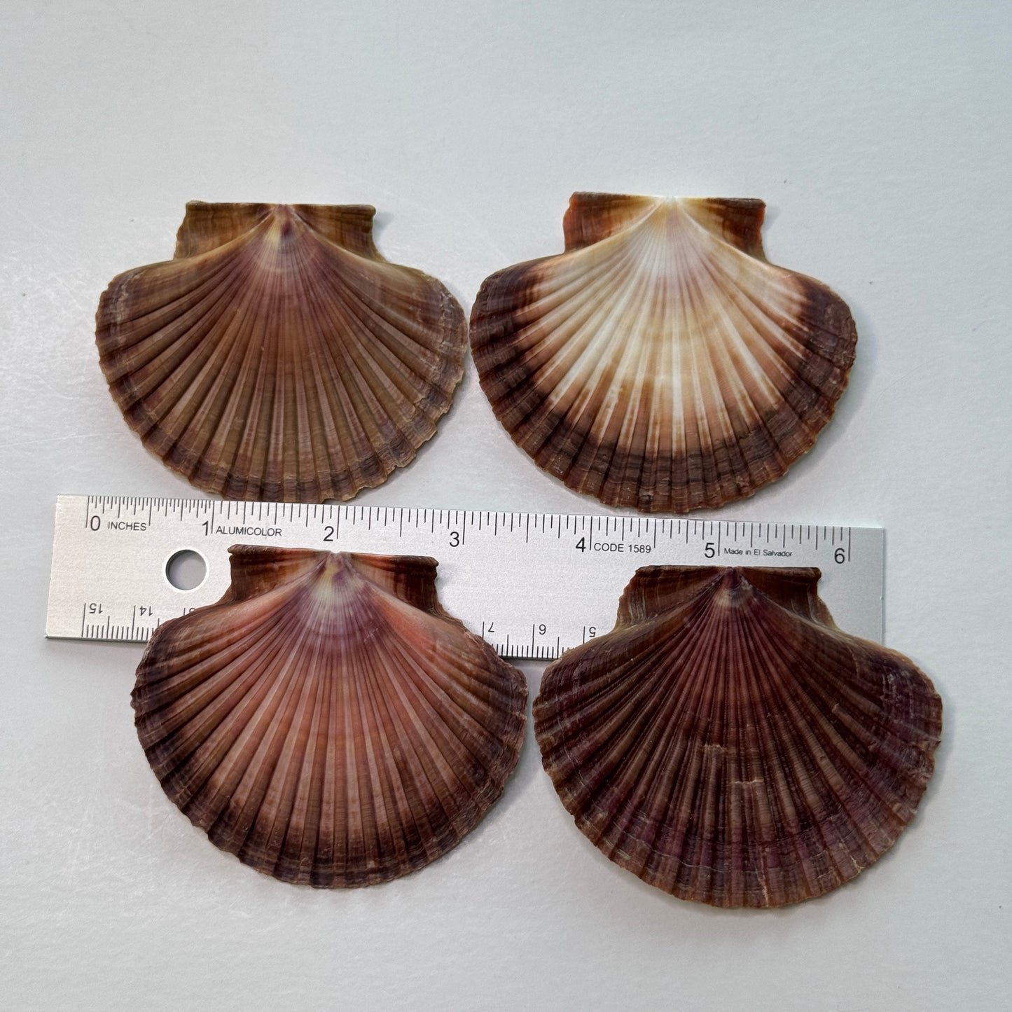 3" Mexican Flats, mexican flat scallop shells, brown scallops, large scallop shells