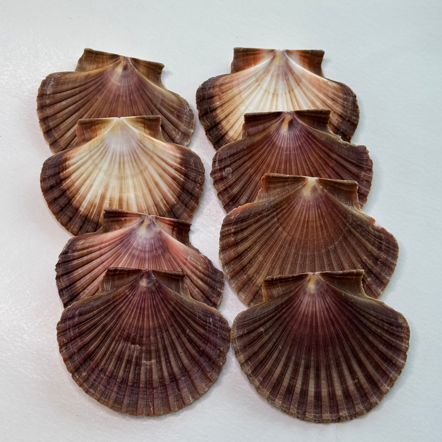 3" Mexican Flats, mexican flat scallop shells, brown scallops, large scallop shells