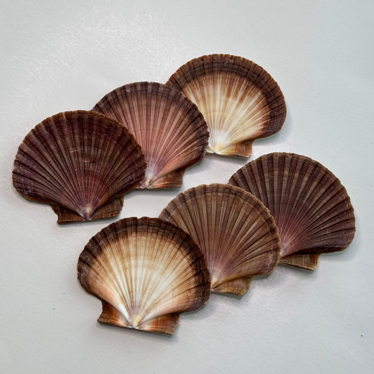 3" Mexican Flats, mexican flat scallop shells, brown scallops, large scallop shells