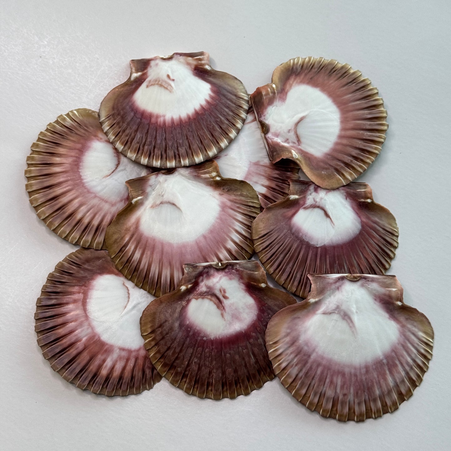 3" Mexican Flats, mexican flat scallop shells, brown scallops, large scallop shells