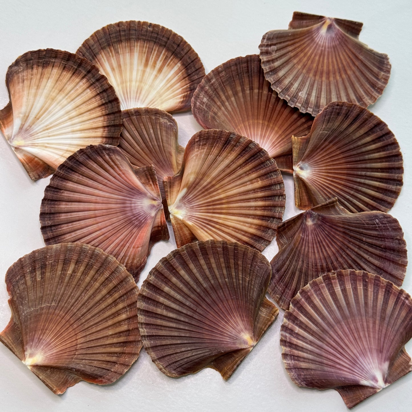 3" Mexican Flats, mexican flat scallop shells, brown scallops, large scallop shells