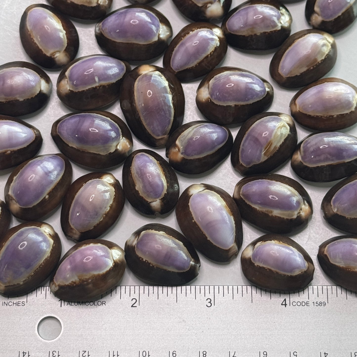 Purple Top Snakehead Cowries, Serpent's head Cowrie, crafting shell supply, cowrie shells for artists