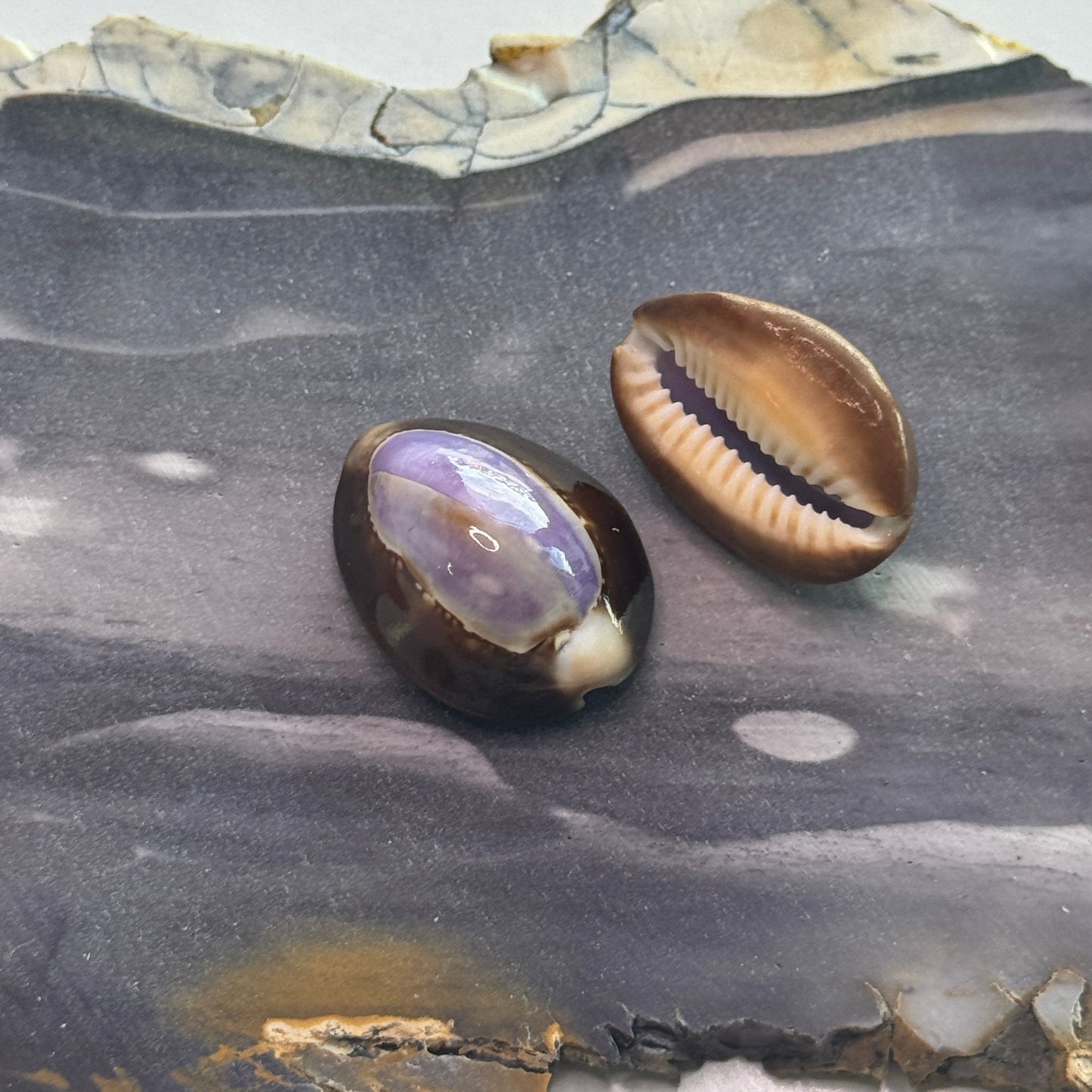 Purple Top Snakehead Cowries, Serpent's head Cowrie, crafting shell supply, cowrie shells for artists