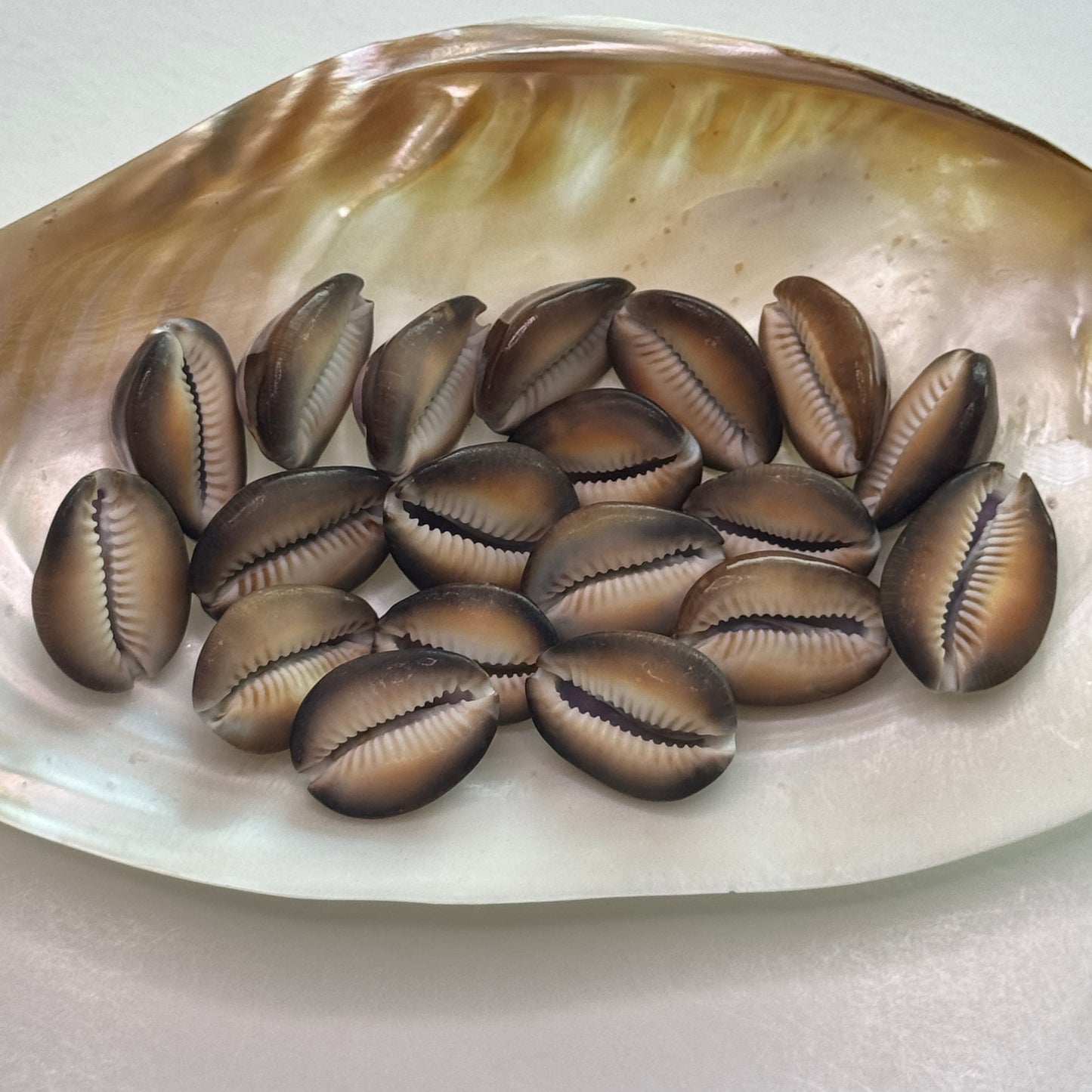 Purple Top Snakehead Cowries, Serpent's head Cowrie, crafting shell supply, cowrie shells for artists