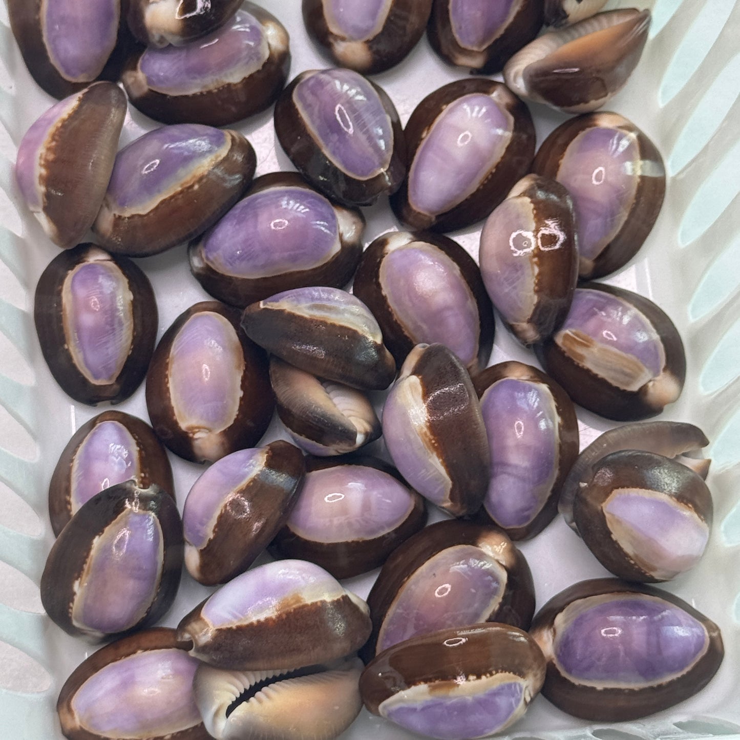 Purple Top Snakehead Cowries, Serpent's head Cowrie, crafting shell supply, cowrie shells for artists