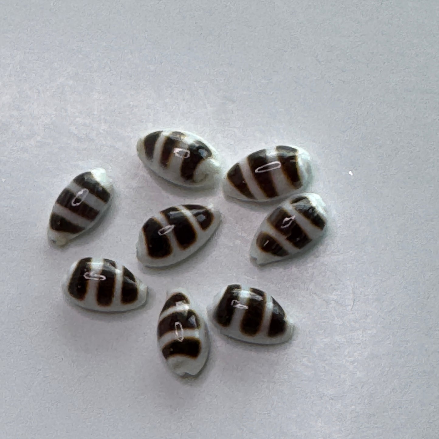 Asellus Cowries,  elegant & petite cowrie shells for jewelry making and small crafting projects