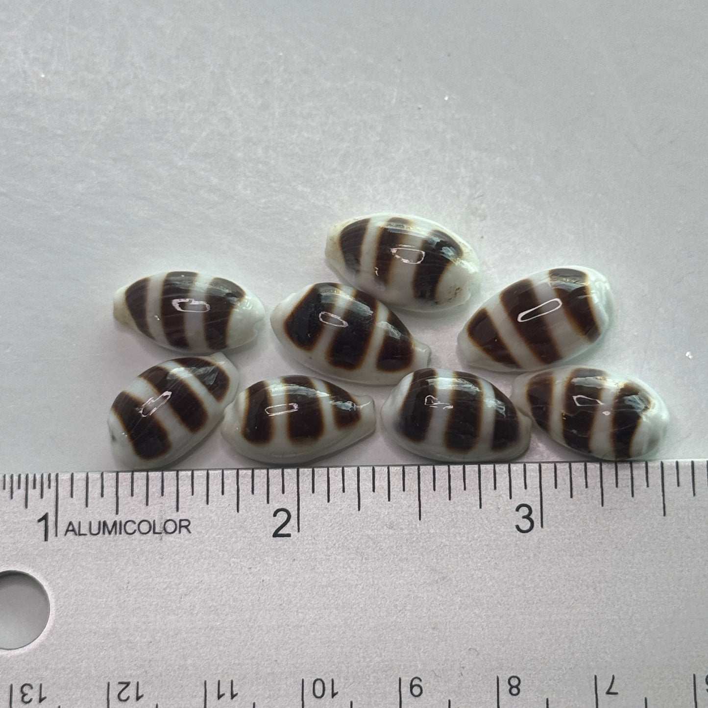 Asellus Cowries,  elegant & petite cowrie shells for jewelry making and small crafting projects