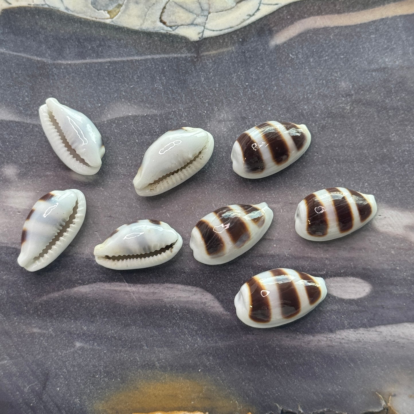 Asellus Cowries,  elegant & petite cowrie shells for jewelry making and small crafting projects