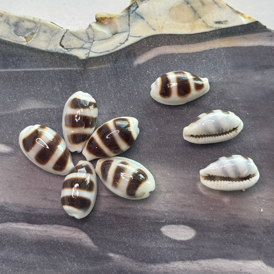 Asellus Cowries,  elegant & petite cowrie shells for jewelry making and small crafting projects