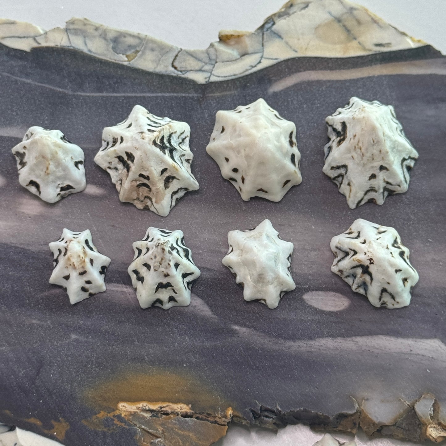 Star Limpet Seashells, black & white shells, small shells for crafts, limpet shells, pacific sugar limpet