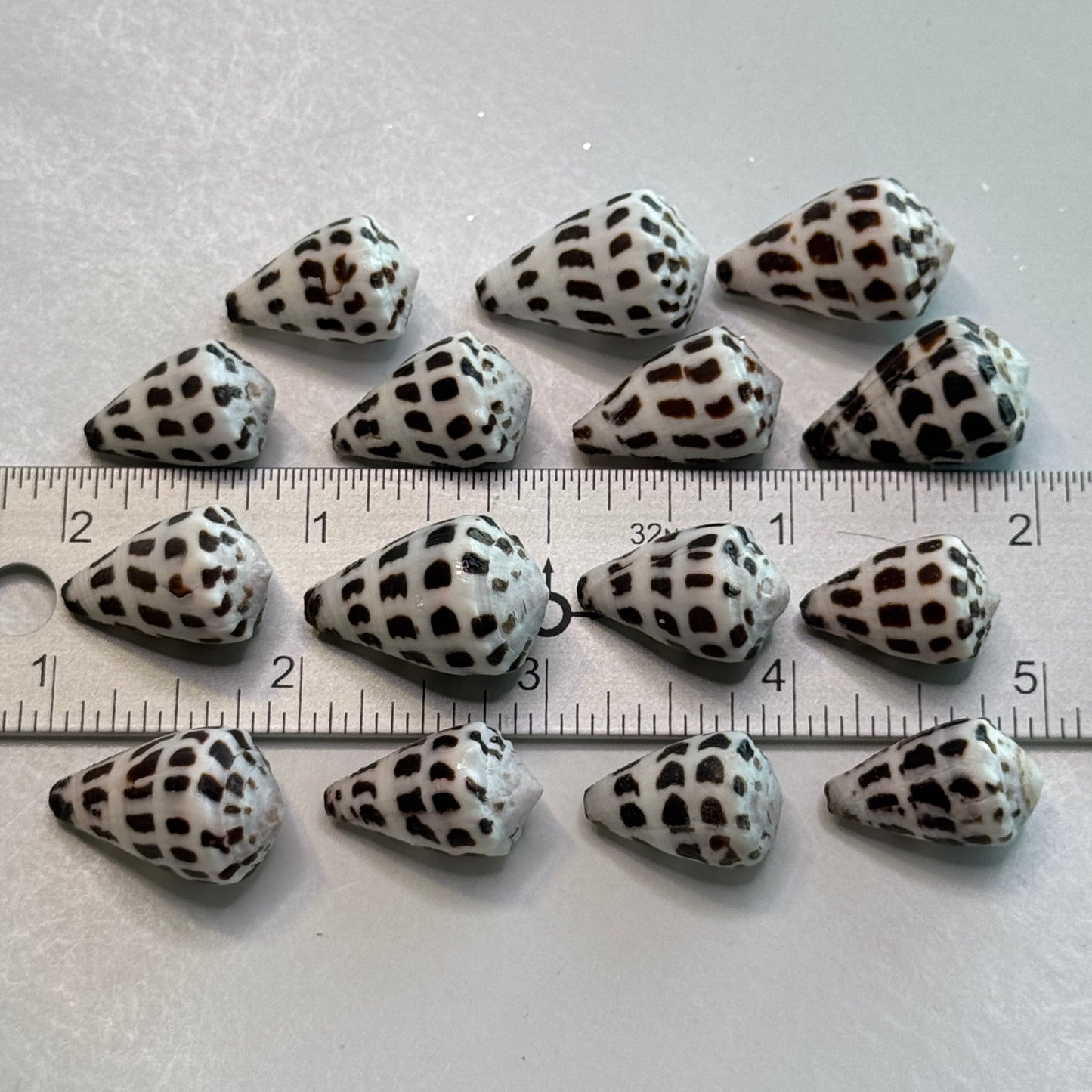 Small Hebrew Cones, Small Cones for crafting, Hawaiian Cones, 3/4-1" Hebrew Shells