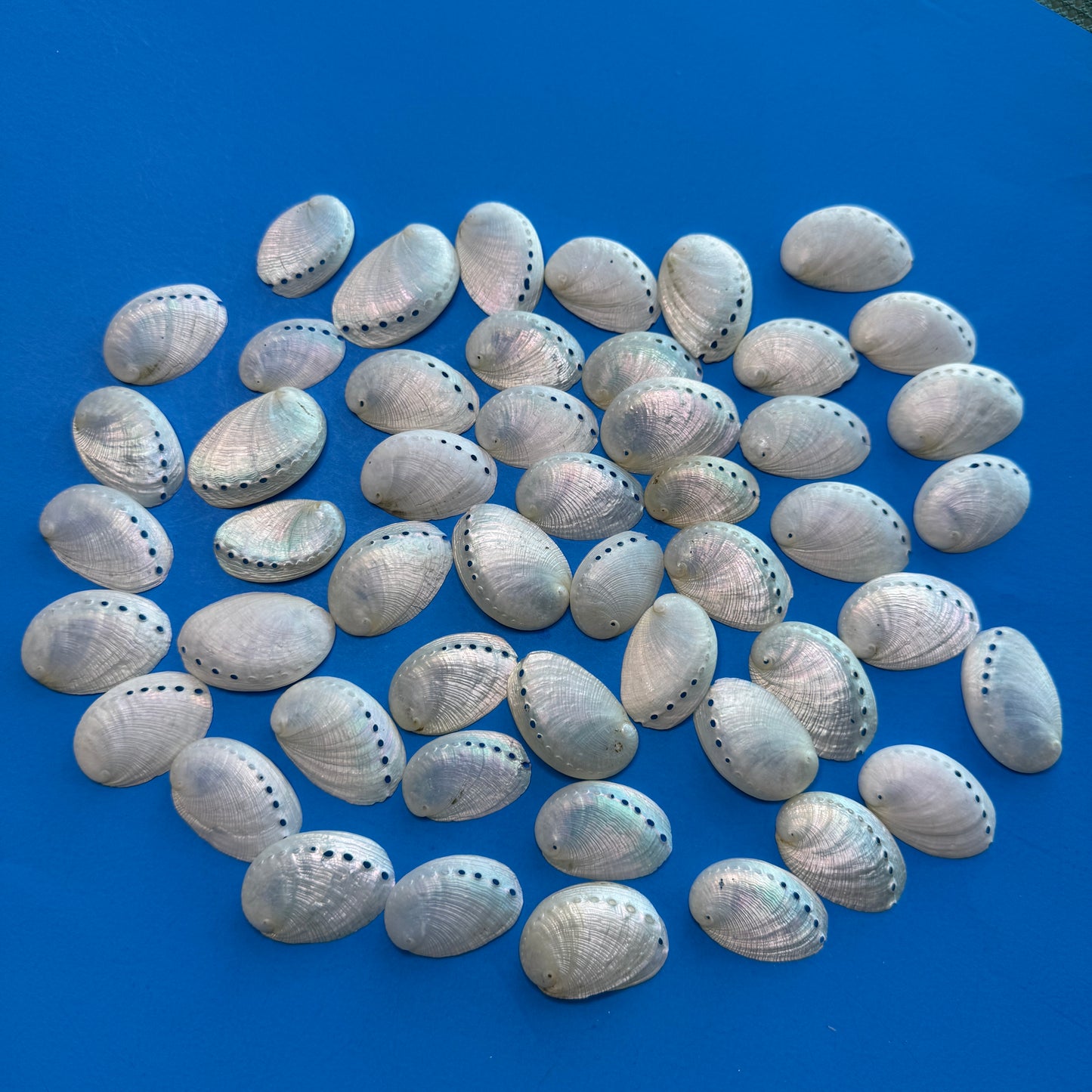 Small-1.25" Pearled Abalone Shells, white crafting shells,  smooth &  lightweight texture, crafting shells, sea shells