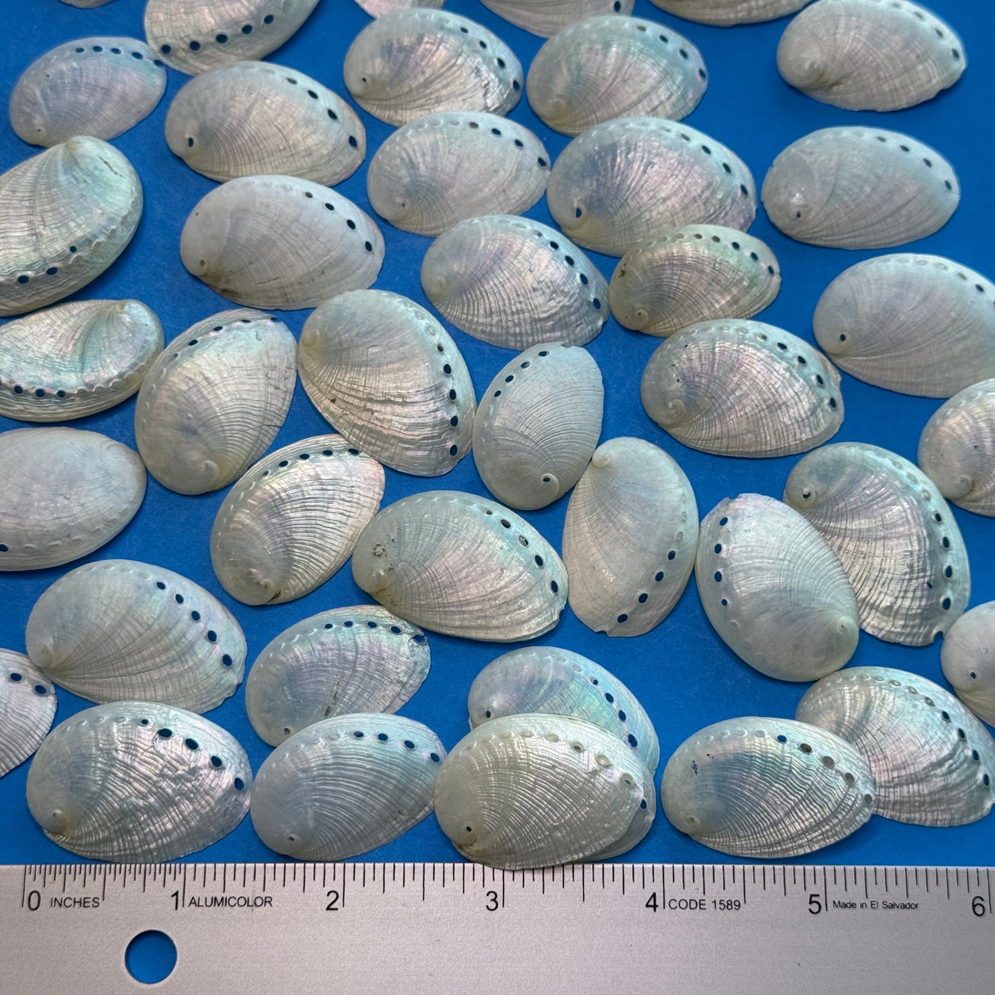 Small-1.25" Pearled Abalone Shells, white crafting shells,  smooth &  lightweight texture, crafting shells, sea shells