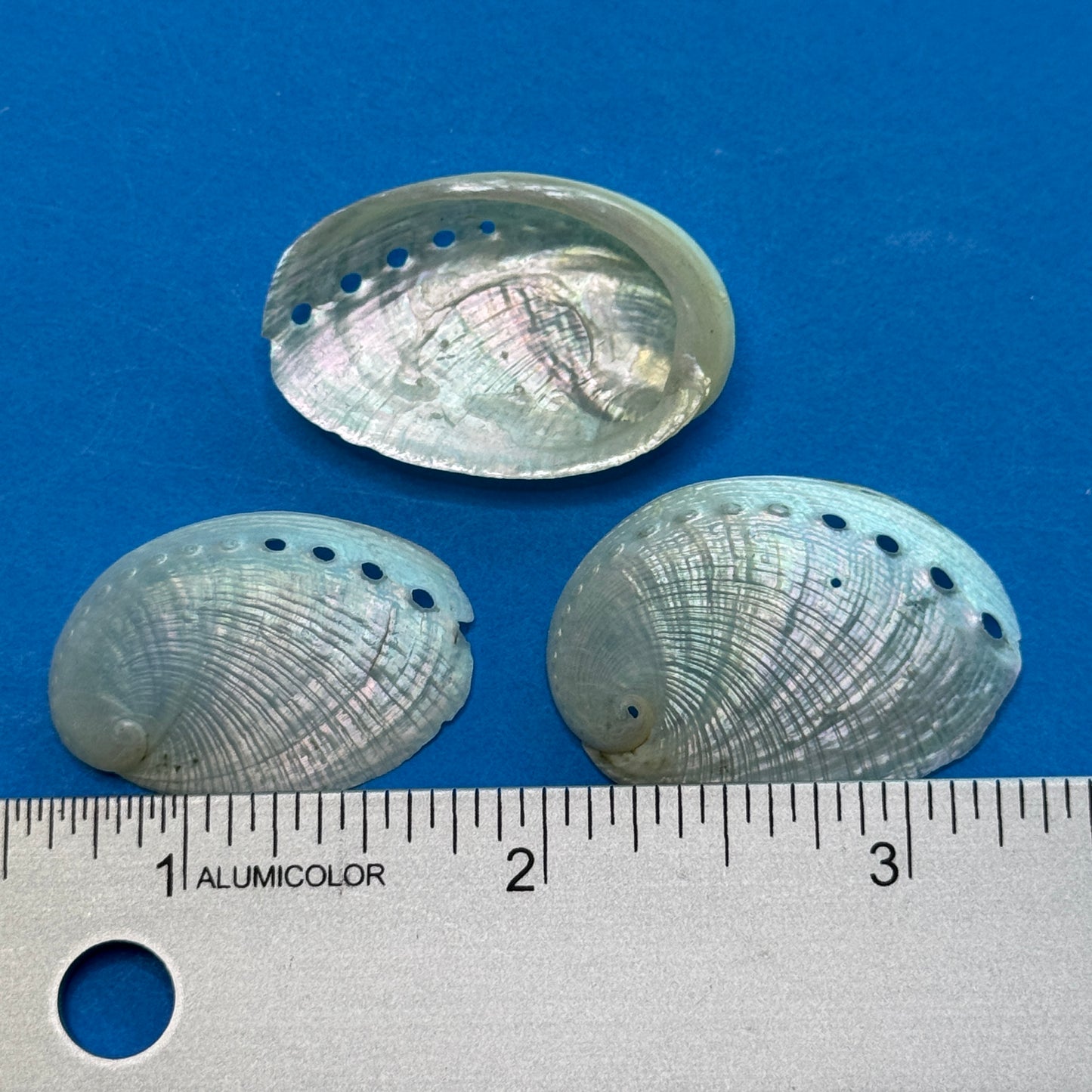 Small-1.25" Pearled Abalone Shells, white crafting shells,  smooth &  lightweight texture, crafting shells, sea shells