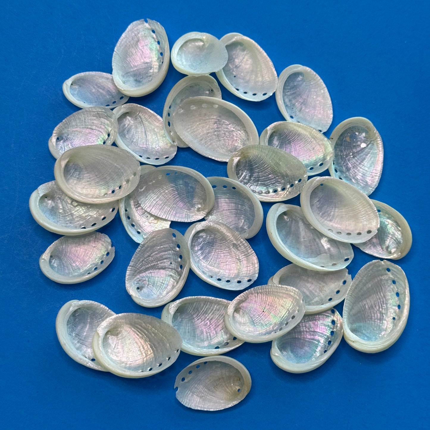 Small-1.25" Pearled Abalone Shells, white crafting shells,  smooth &  lightweight texture, crafting shells, sea shells