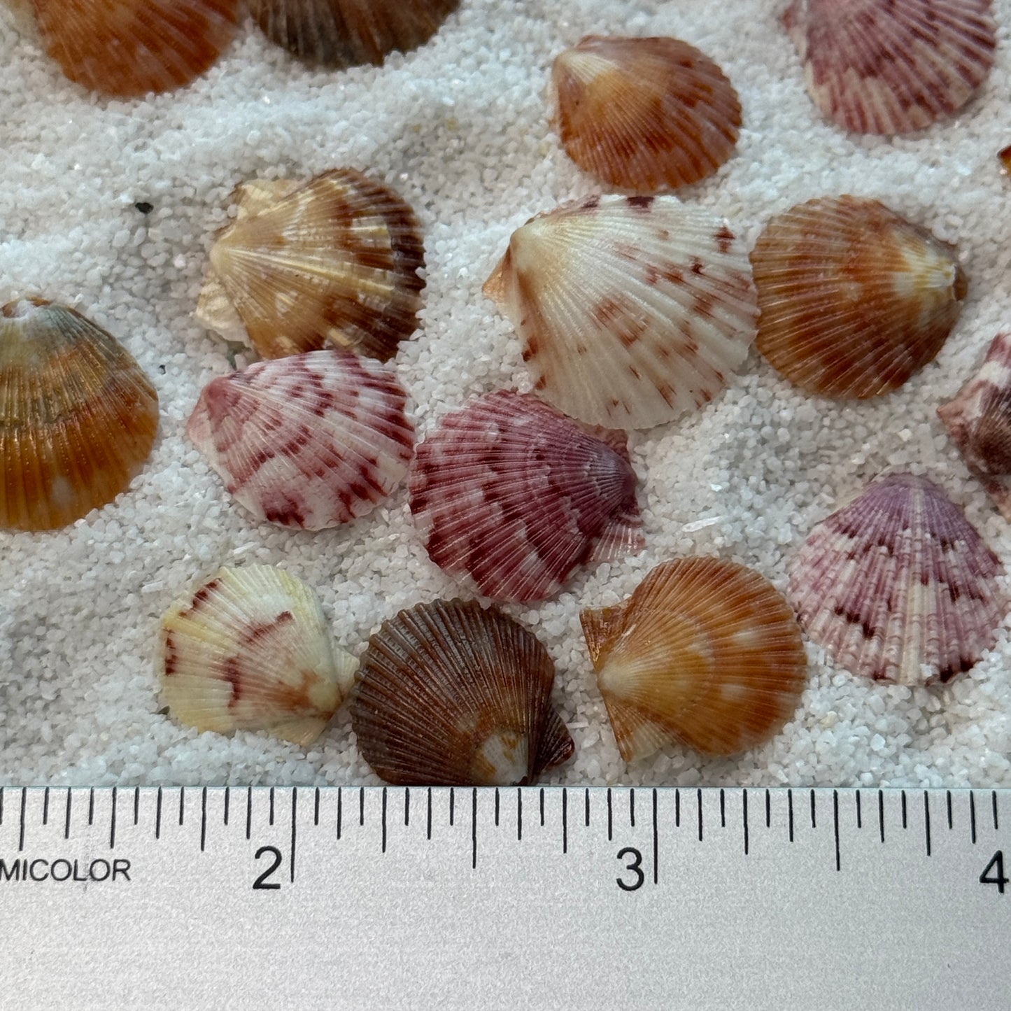 Miniature Calico scallops, (1/2-3/4"), scallop shells for jewelry making & other fine crafts, small shells