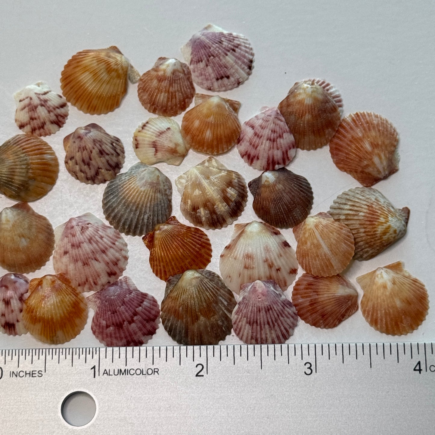 Miniature Calico scallops, (1/2-3/4"), scallop shells for jewelry making & other fine crafts, small shells