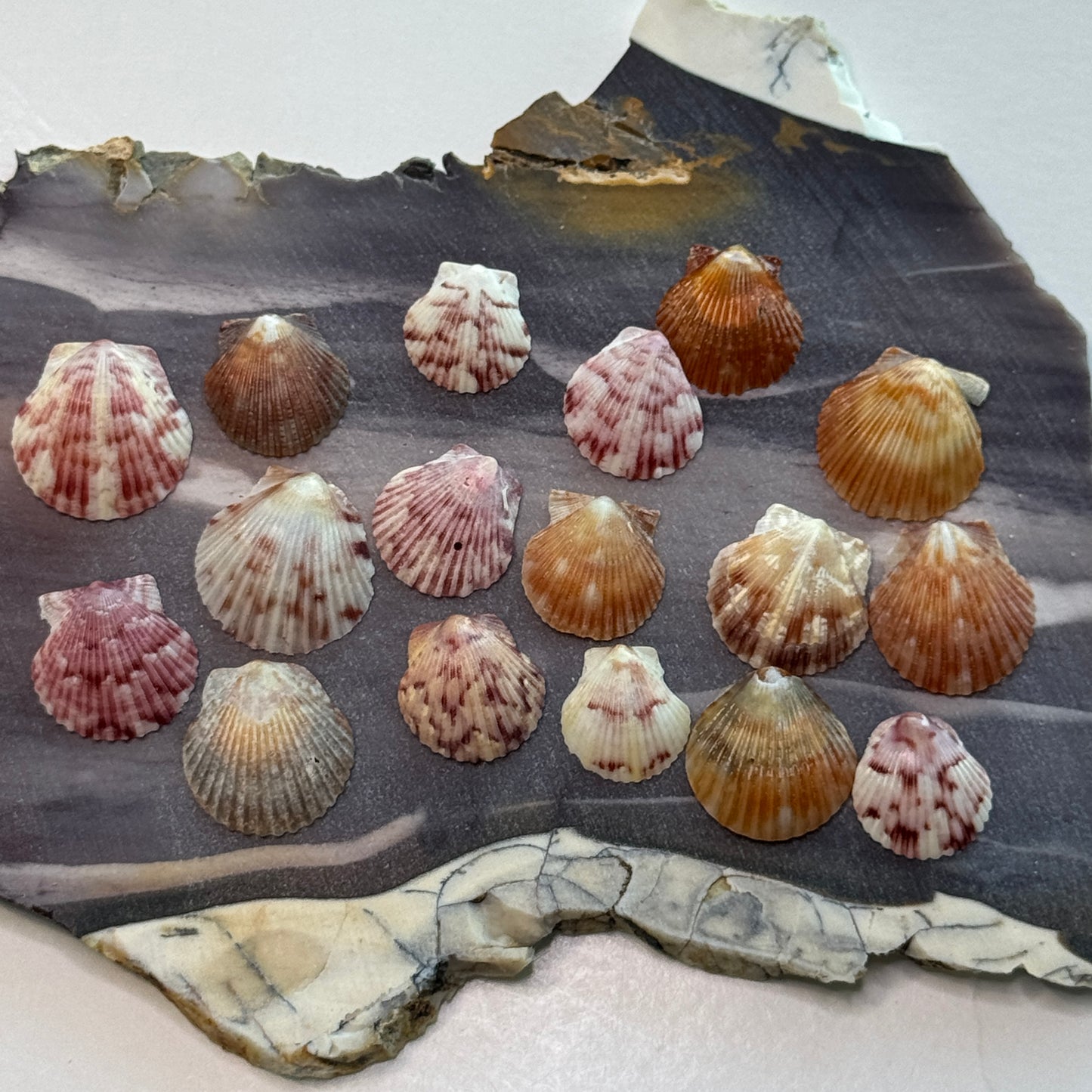 Miniature Calico scallops, (1/2-3/4"), scallop shells for jewelry making & other fine crafts, small shells