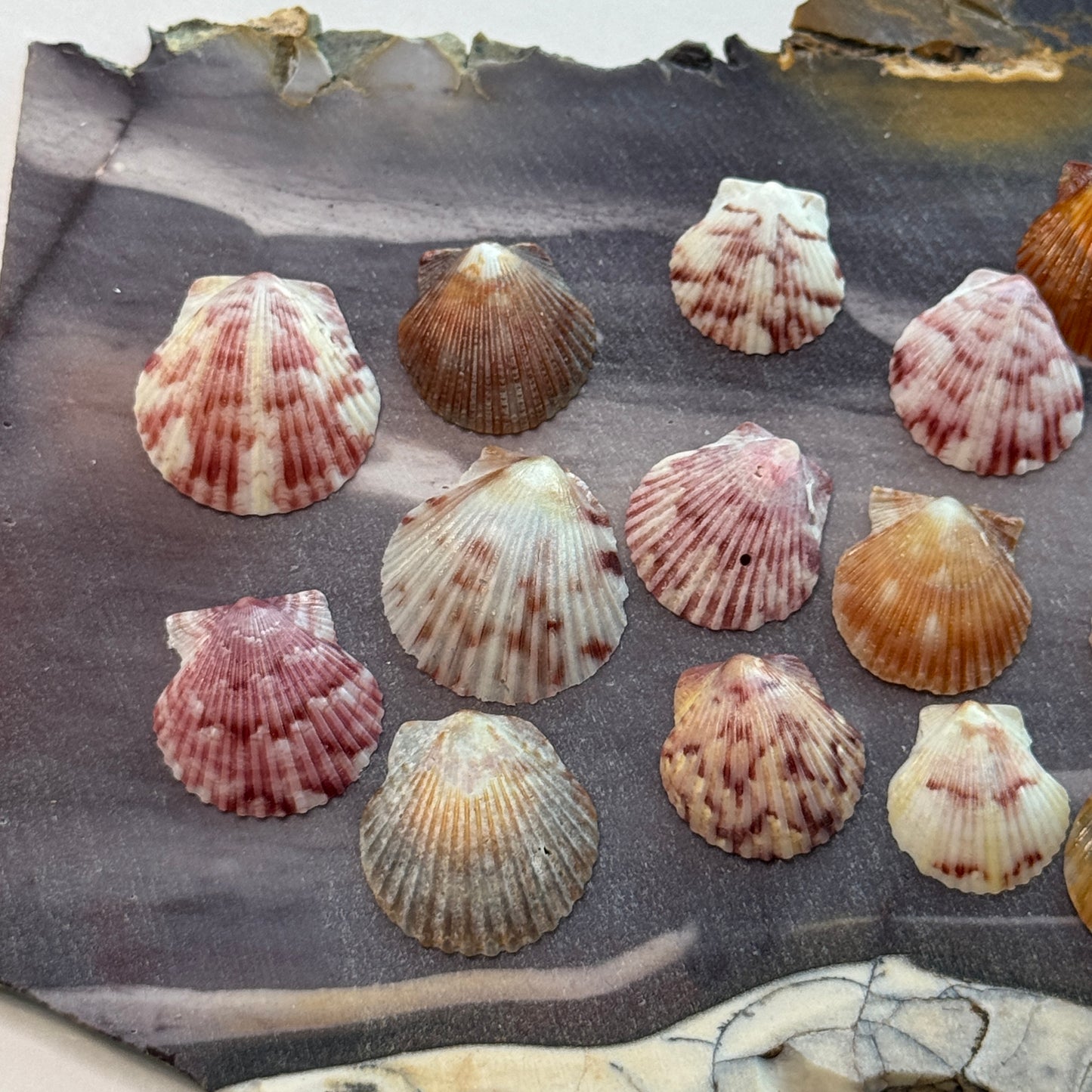 Miniature Calico scallops, (1/2-3/4"), scallop shells for jewelry making & other fine crafts, small shells