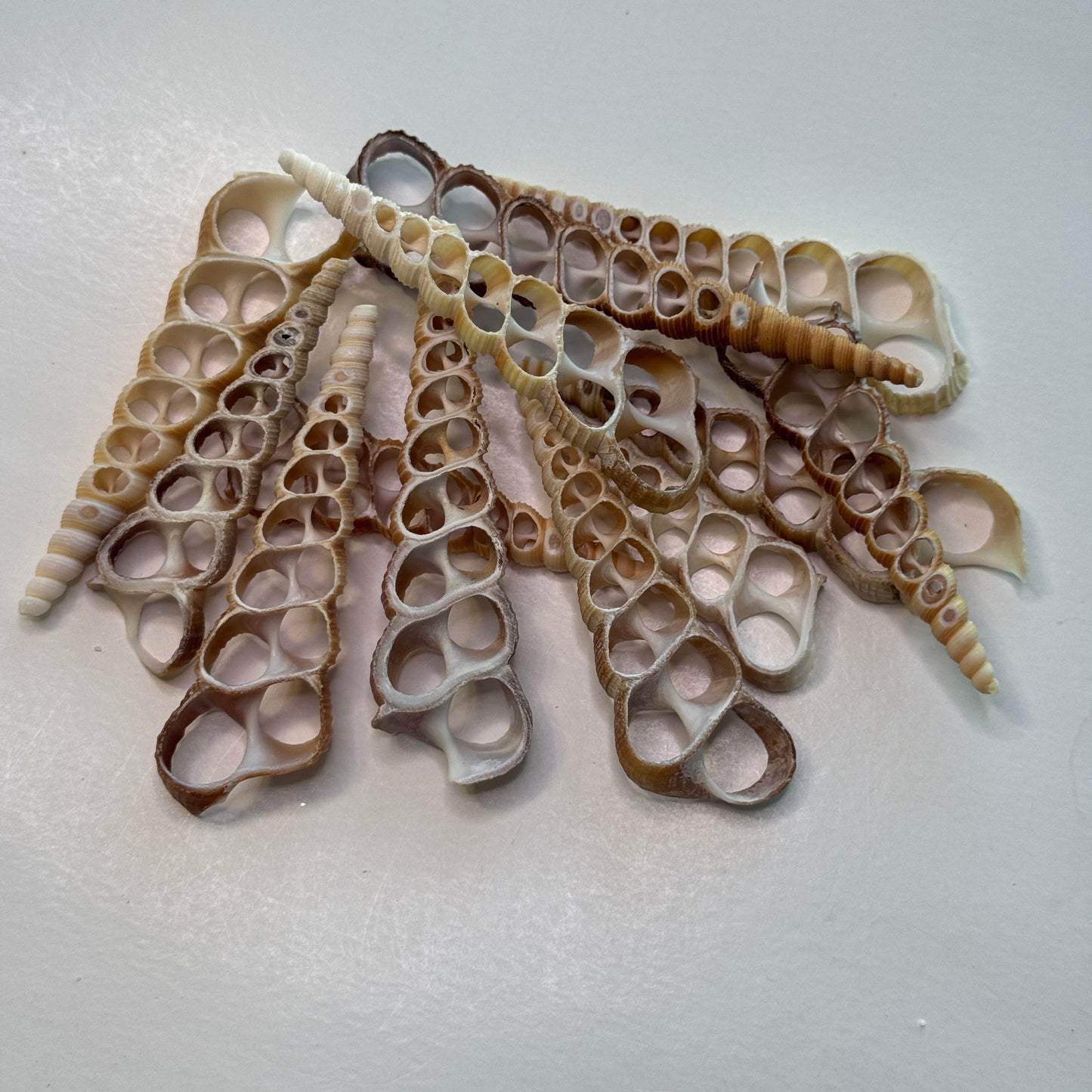 3-4" Center-cut Brown Turritella shells, sliced Turritella shells for crafters, large cut shells