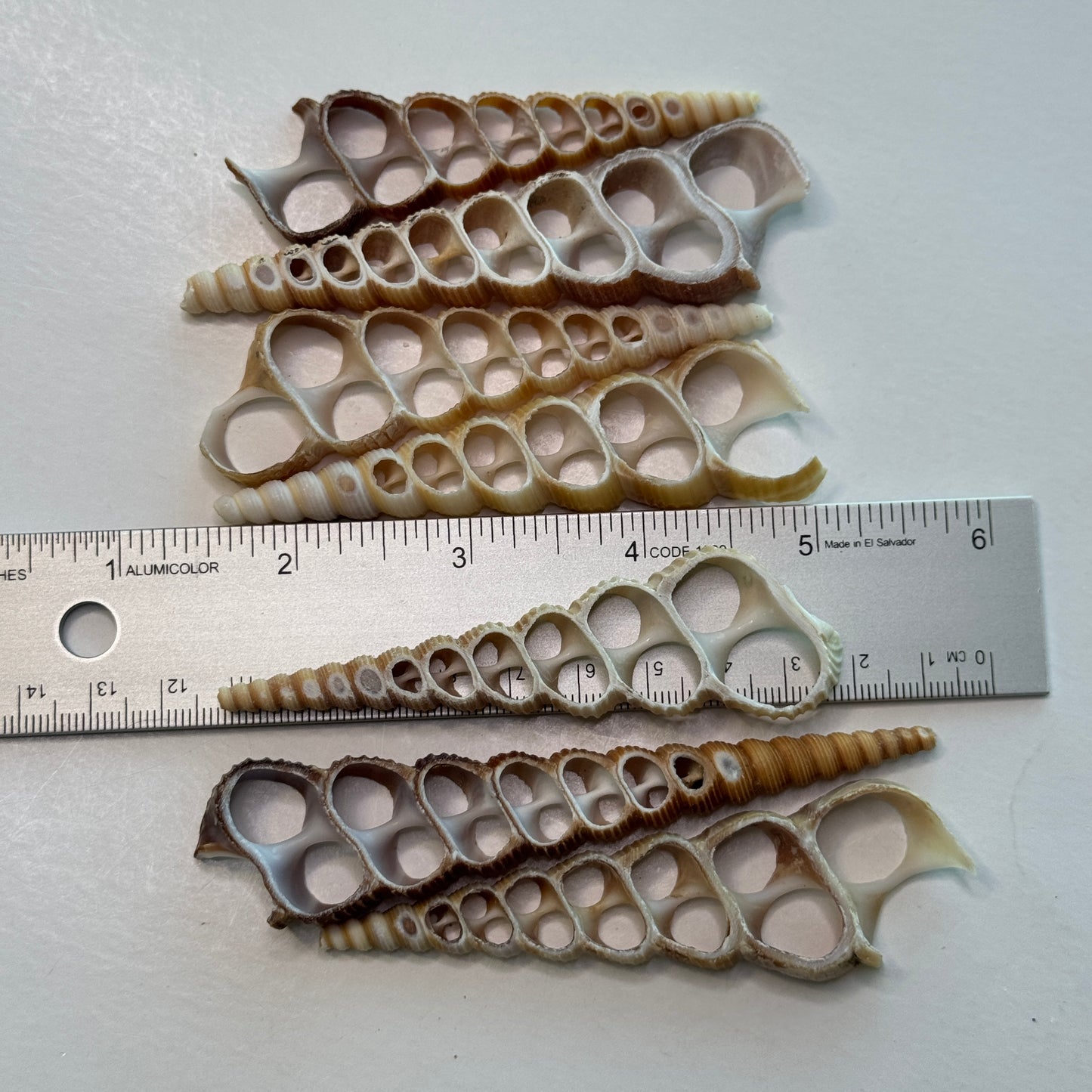 3-4" Center-cut Brown Turritella shells, sliced Turritella shells for crafters, large cut shells