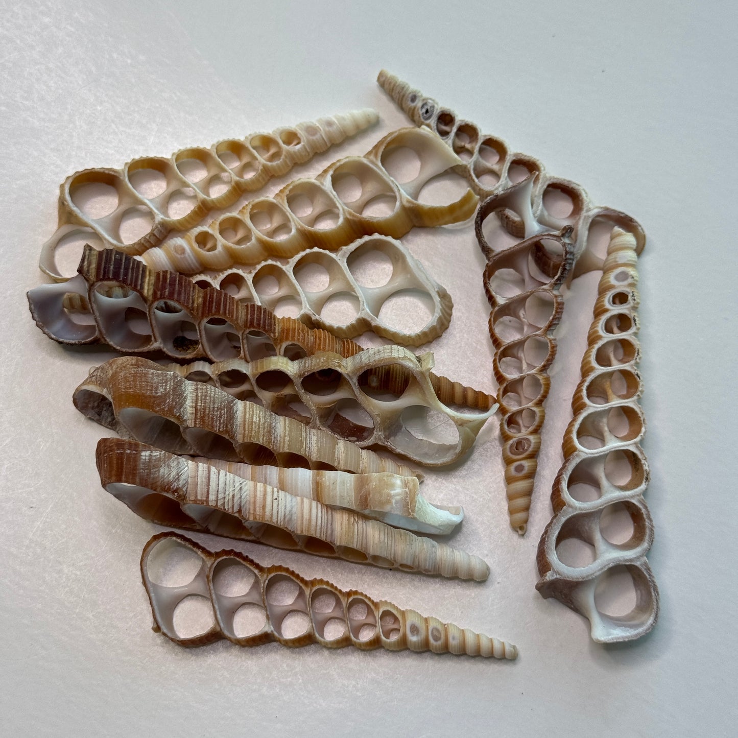 3-4" Center-cut Brown Turritella shells, sliced Turritella shells for crafters, large cut shells