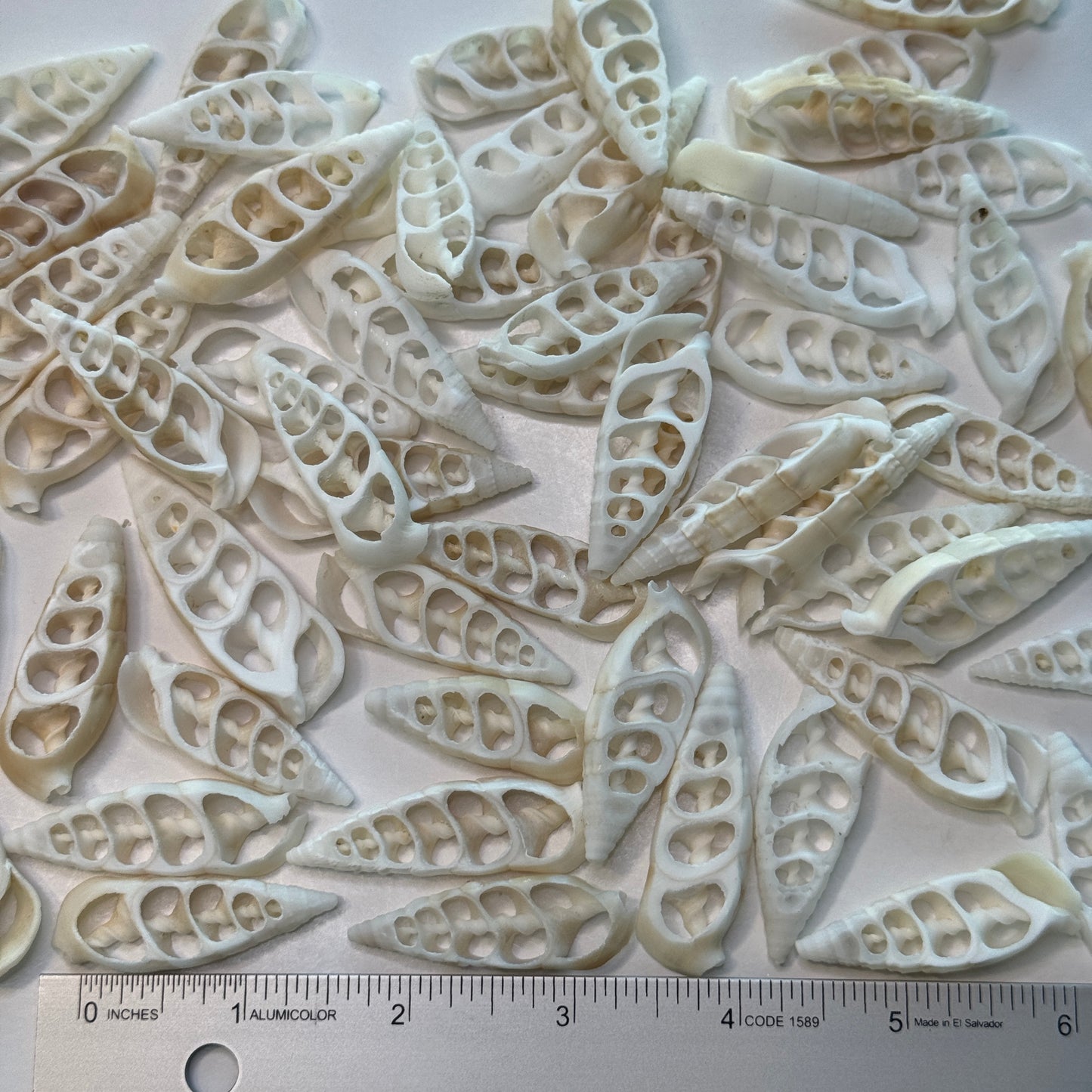 Center-cut Cerithium Vertagus crafting shells, slender elongated white & off-white crafting shells